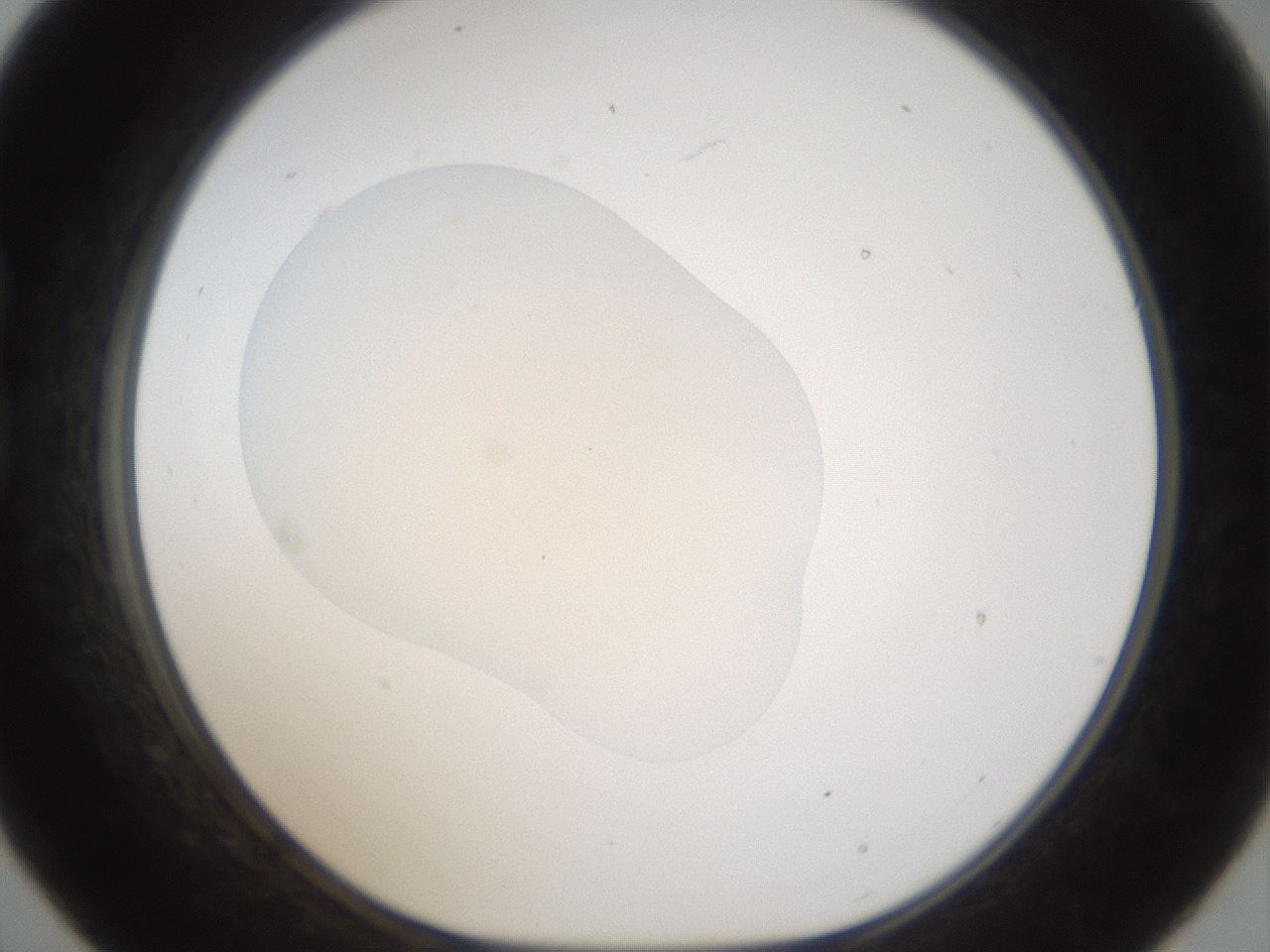 folderID974_plateID1974_batchID8613_wellNum21_profileID1_d1_r133566_ef.jpg
