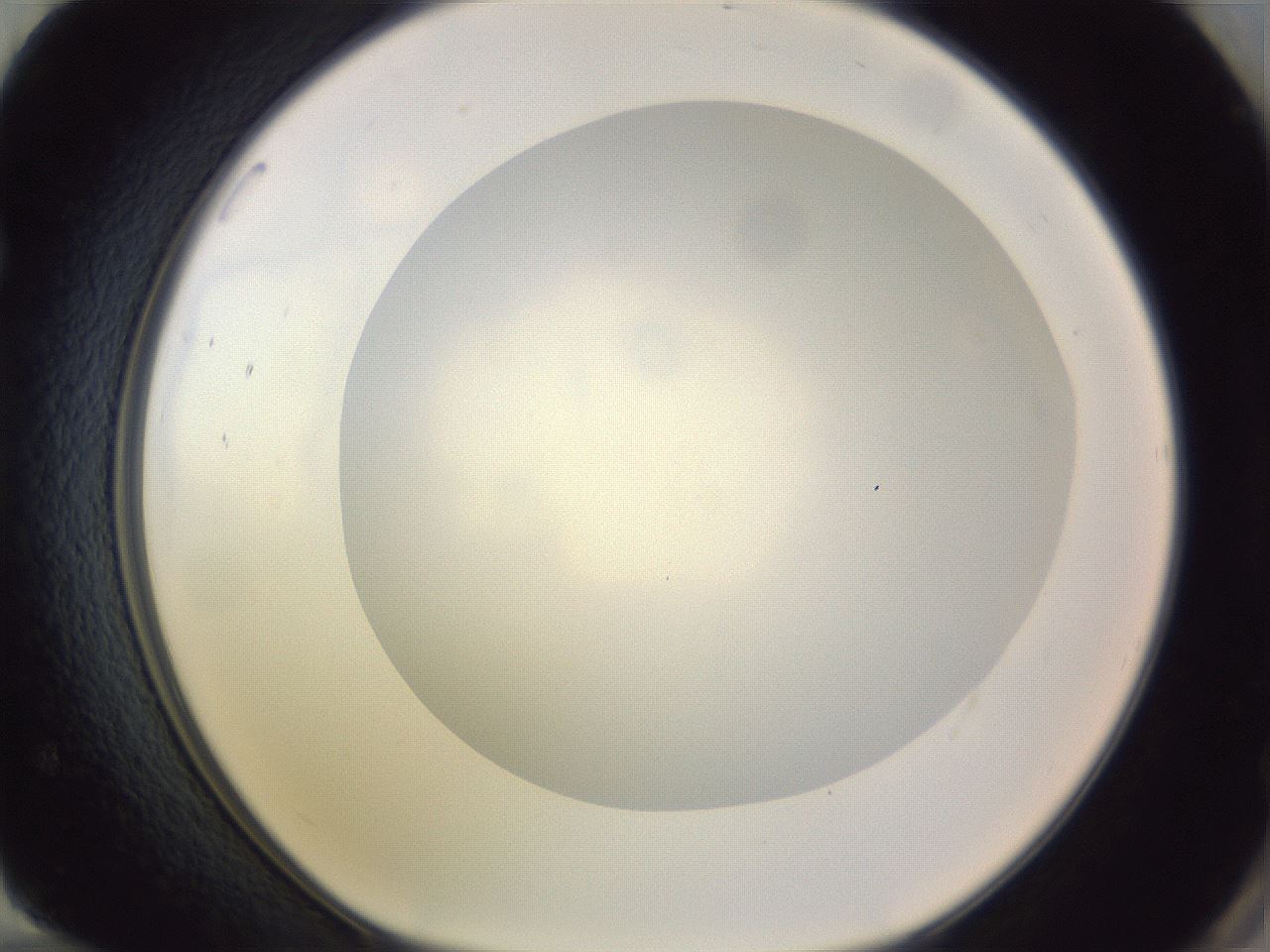 folderID973_plateID1973_batchID8599_wellNum72_profileID1_d1_r130788_ef.jpg