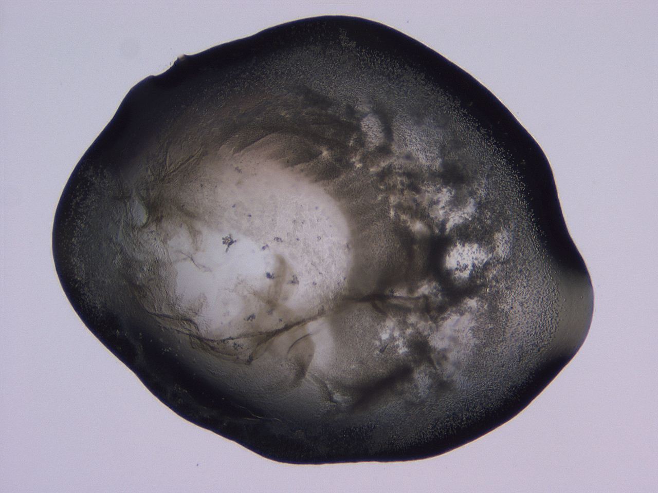 04ov_D10_ImagerDefaults_3.jpg