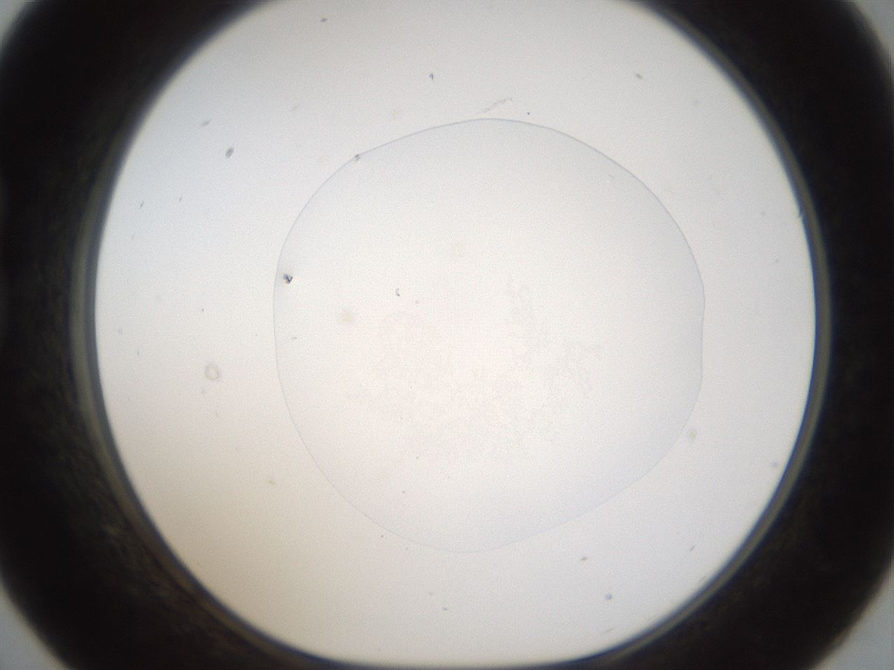 folderID975_plateID1975_batchID8607_wellNum21_profileID1_d1_r132414_ef.jpg
