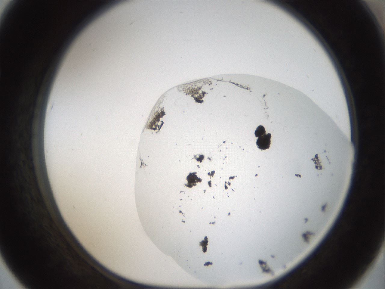 folderID975_plateID1975_batchID8607_wellNum67_profileID1_d1_r132506_ef.jpg