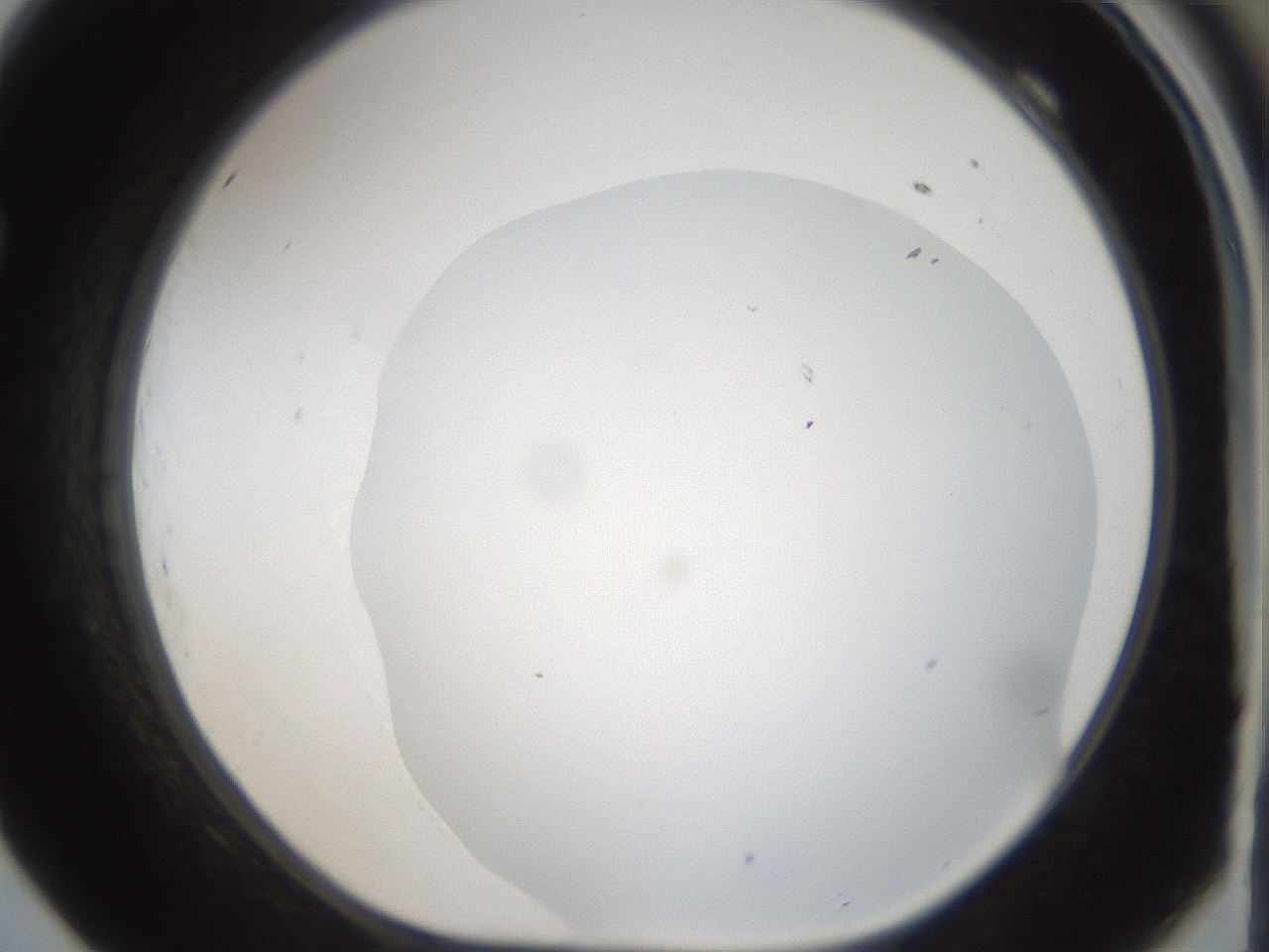 folderID975_plateID1975_batchID8607_wellNum69_profileID1_d1_r132510_ef.jpg