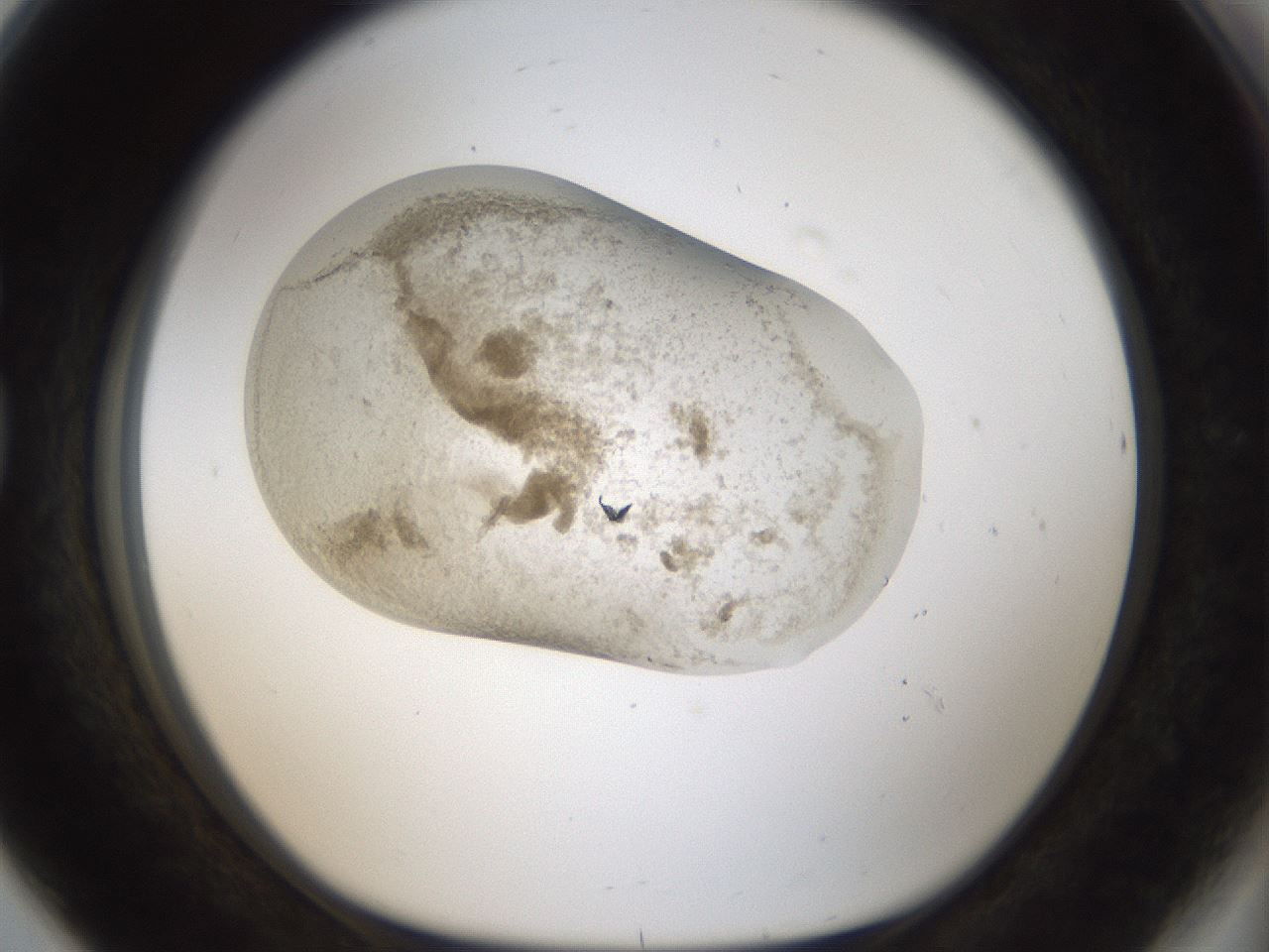 folderID975_plateID1975_batchID8607_wellNum80_profileID1_d1_r132532_ef.jpg