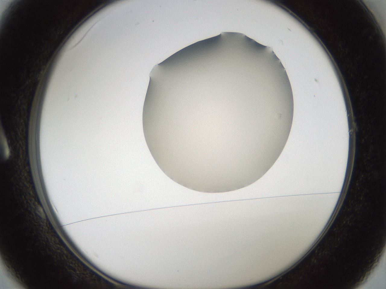 folderID976_plateID1976_batchID8603_wellNum1_profileID1_d1_r131606_ef.jpg