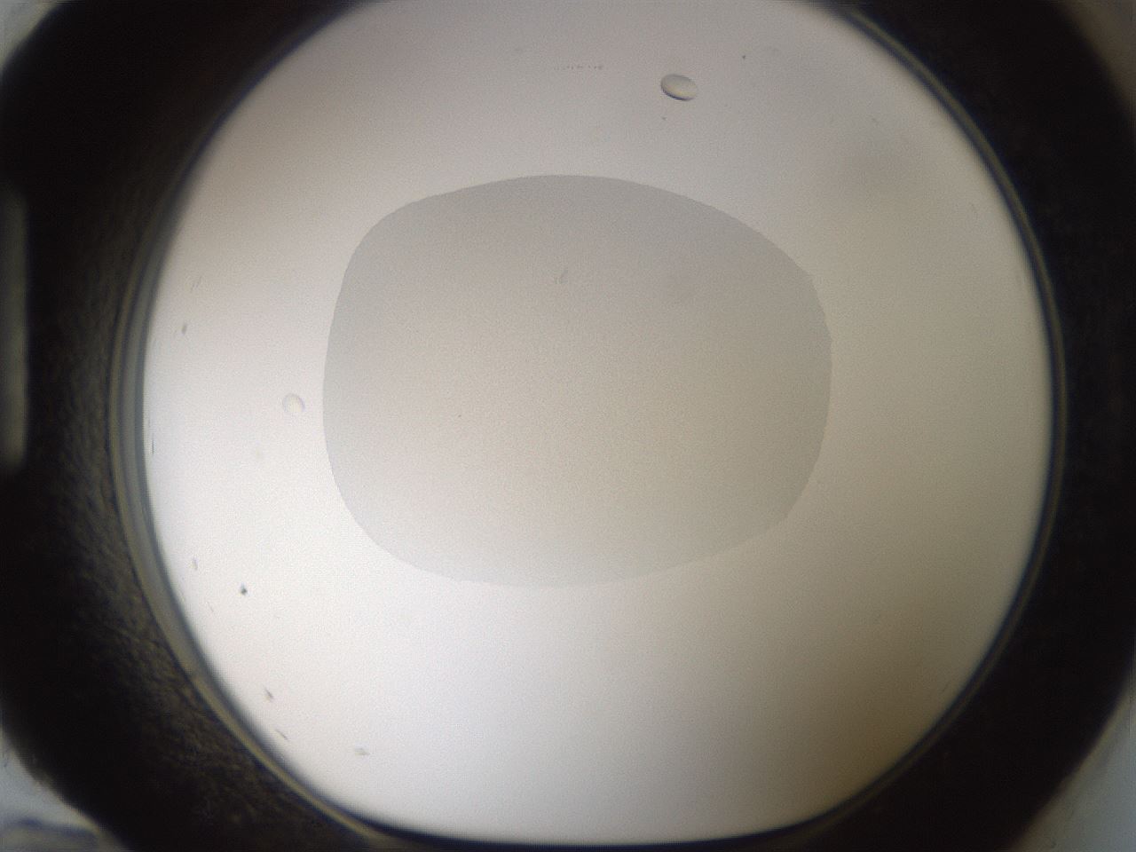 folderID977_plateID1977_batchID8594_wellNum96_profileID1_d1_r130068_ef.jpg