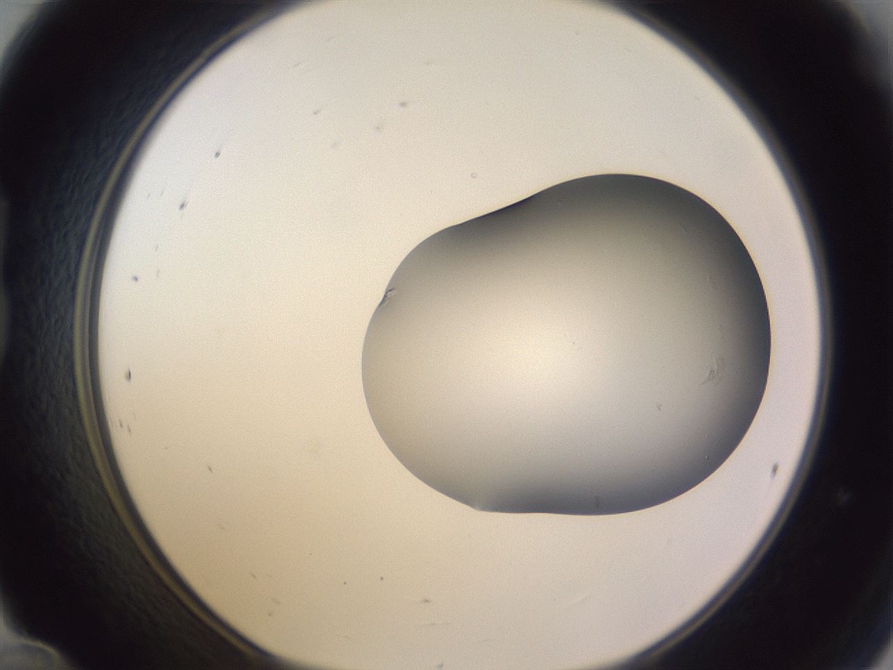 folderID978_plateID1978_batchID8612_wellNum24_profileID1_d1_r133380_ef.jpg