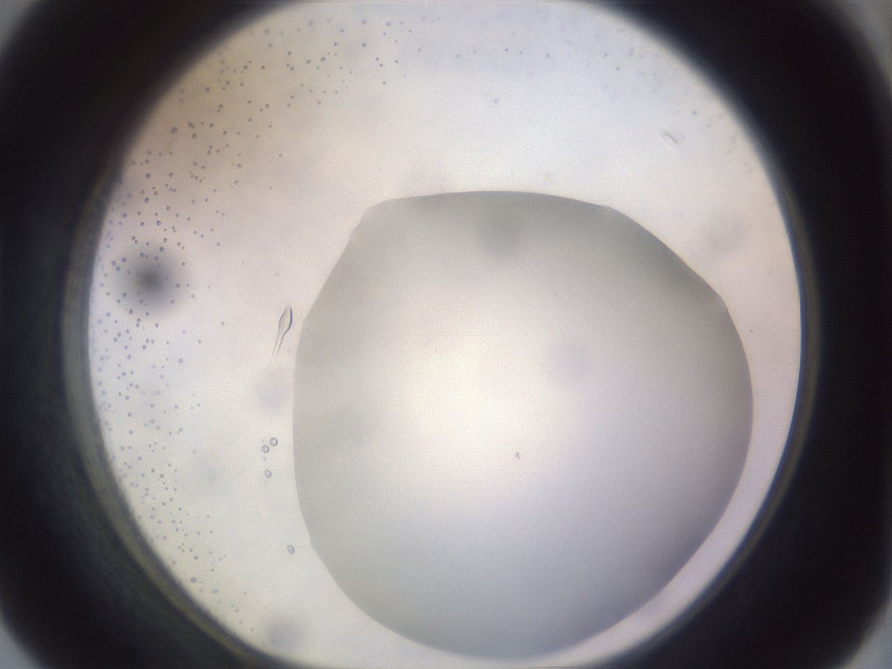 folderID978_plateID1978_batchID8612_wellNum40_profileID1_d1_r133412_ef.jpg