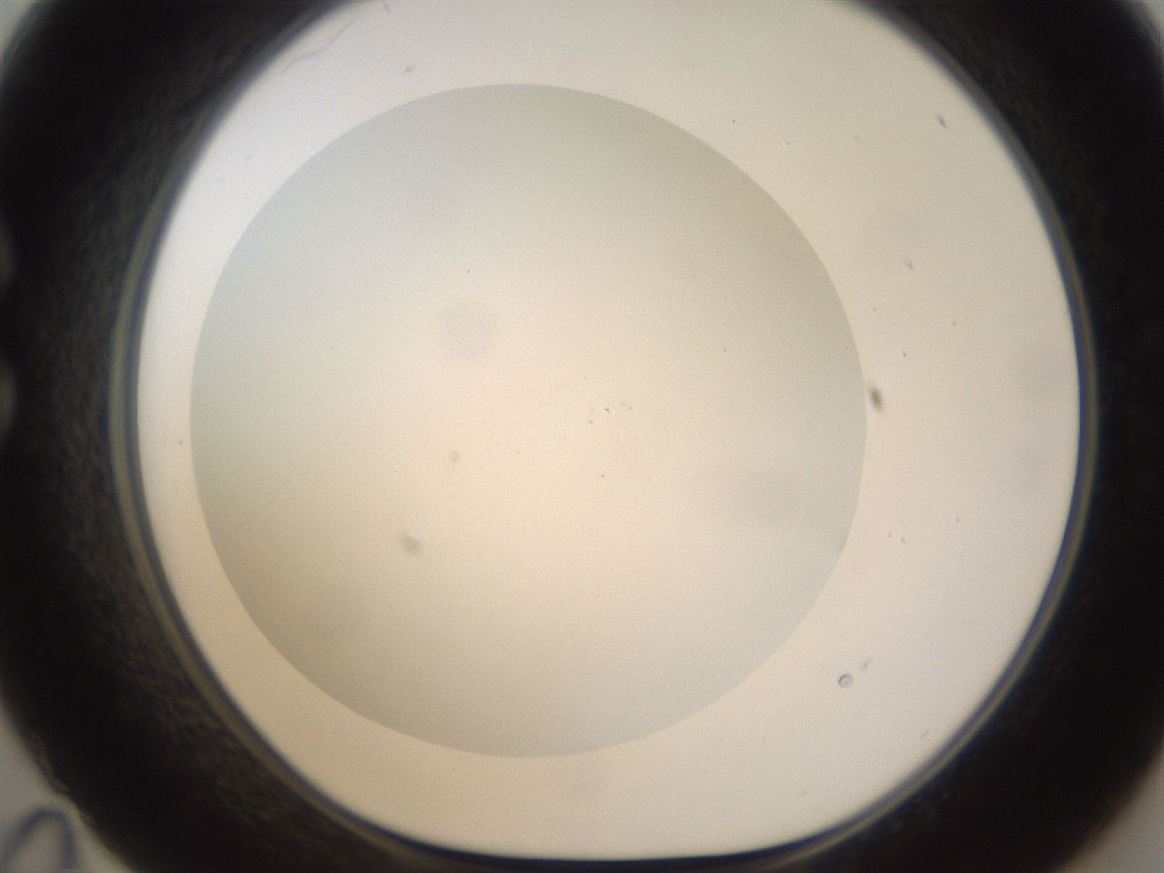 folderID978_plateID2978_batchID16168_wellNum35_profileID1_d1_r246299_ef.jpg