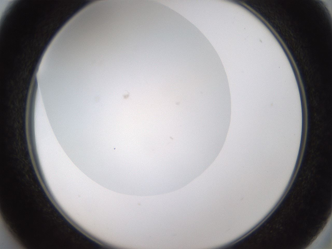 folderID978_plateID2978_batchID16168_wellNum37_profileID1_d2_r246304_ef.jpg