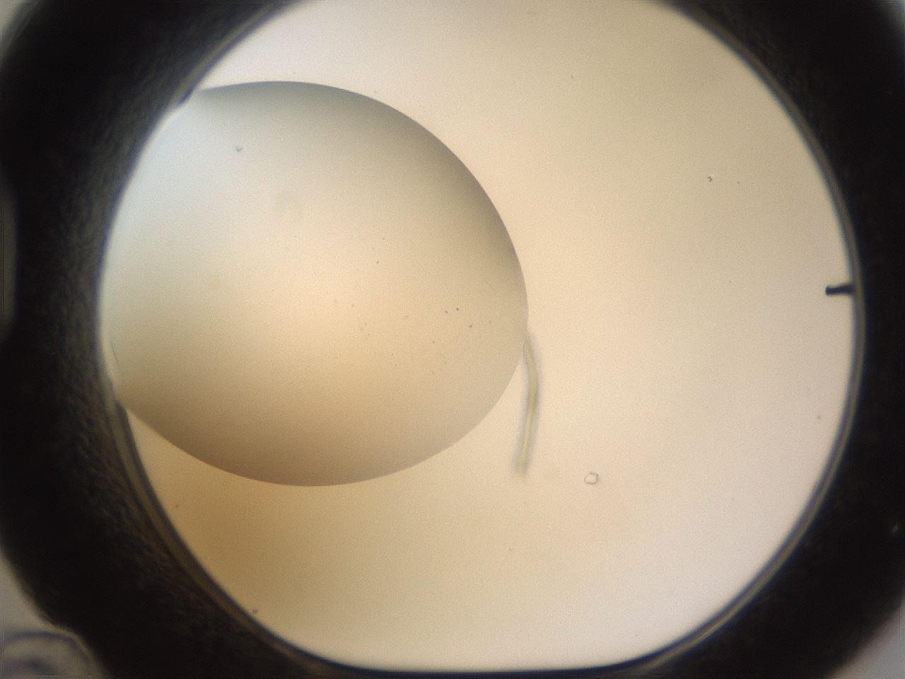 folderID978_plateID2978_batchID16168_wellNum48_profileID1_d1_r246325_ef.jpg
