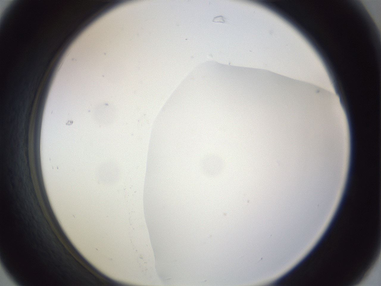 folderID979_plateID1979_batchID8606_wellNum31_profileID1_d1_r132242_ef.jpg