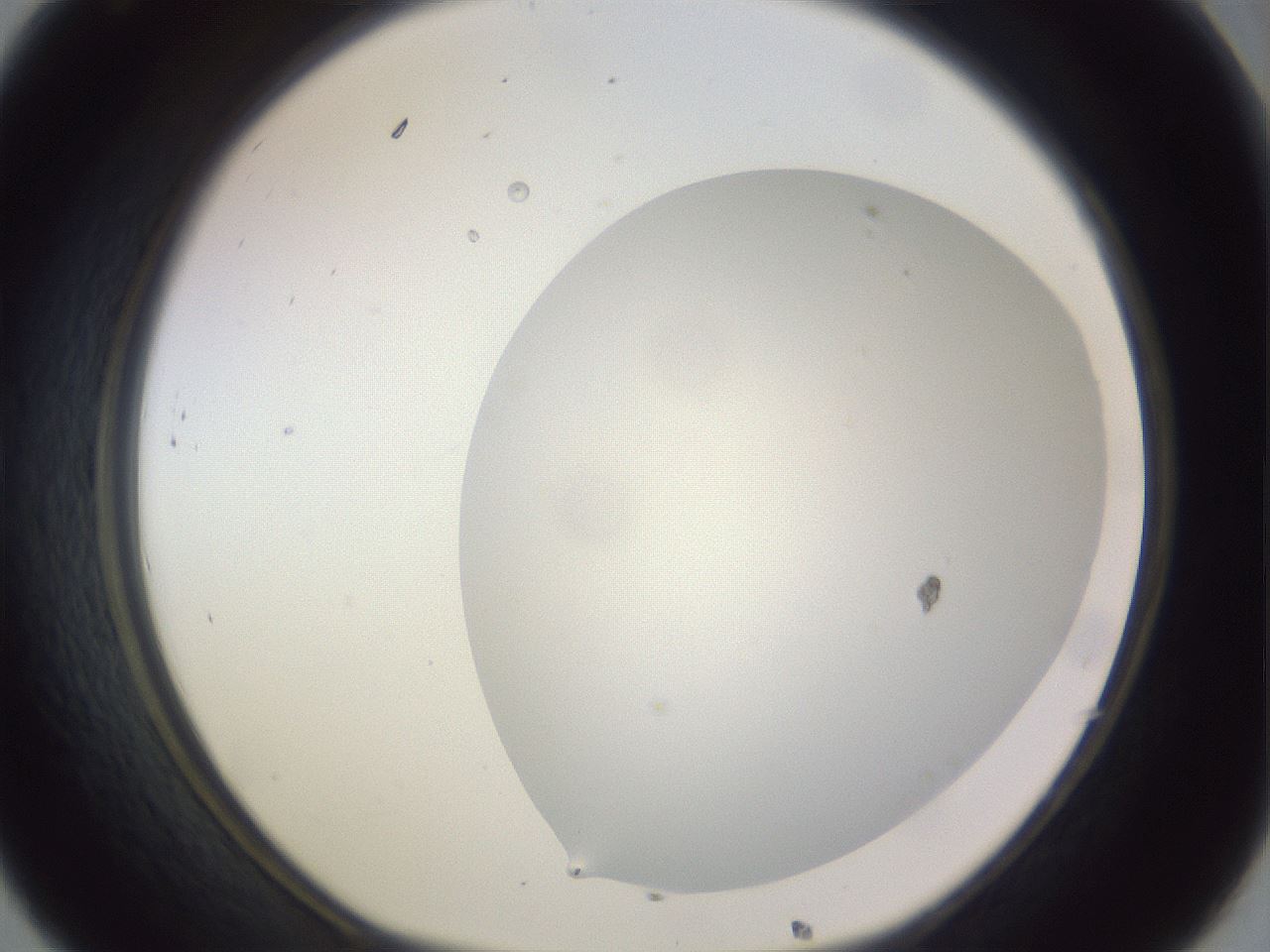 folderID979_plateID1979_batchID8606_wellNum32_profileID1_d1_r132244_ef.jpg