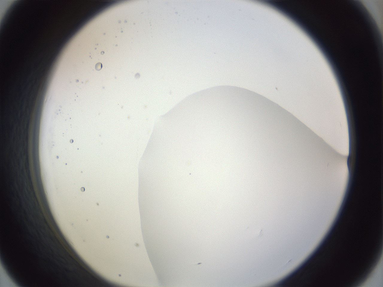 folderID979_plateID1979_batchID8606_wellNum43_profileID1_d1_r132266_ef.jpg