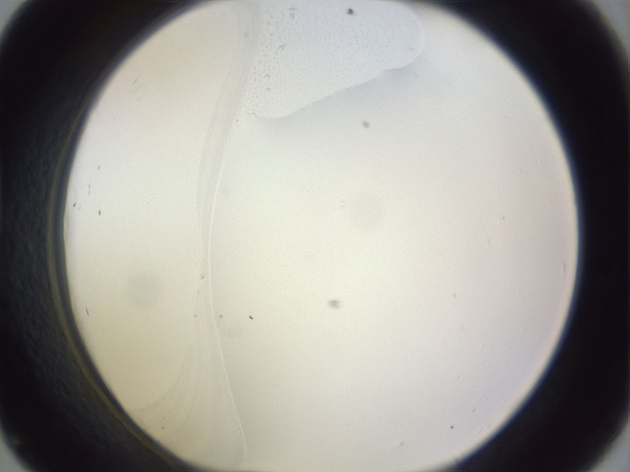 folderID979_plateID1979_batchID8606_wellNum45_profileID1_d1_r132270_ef.jpg