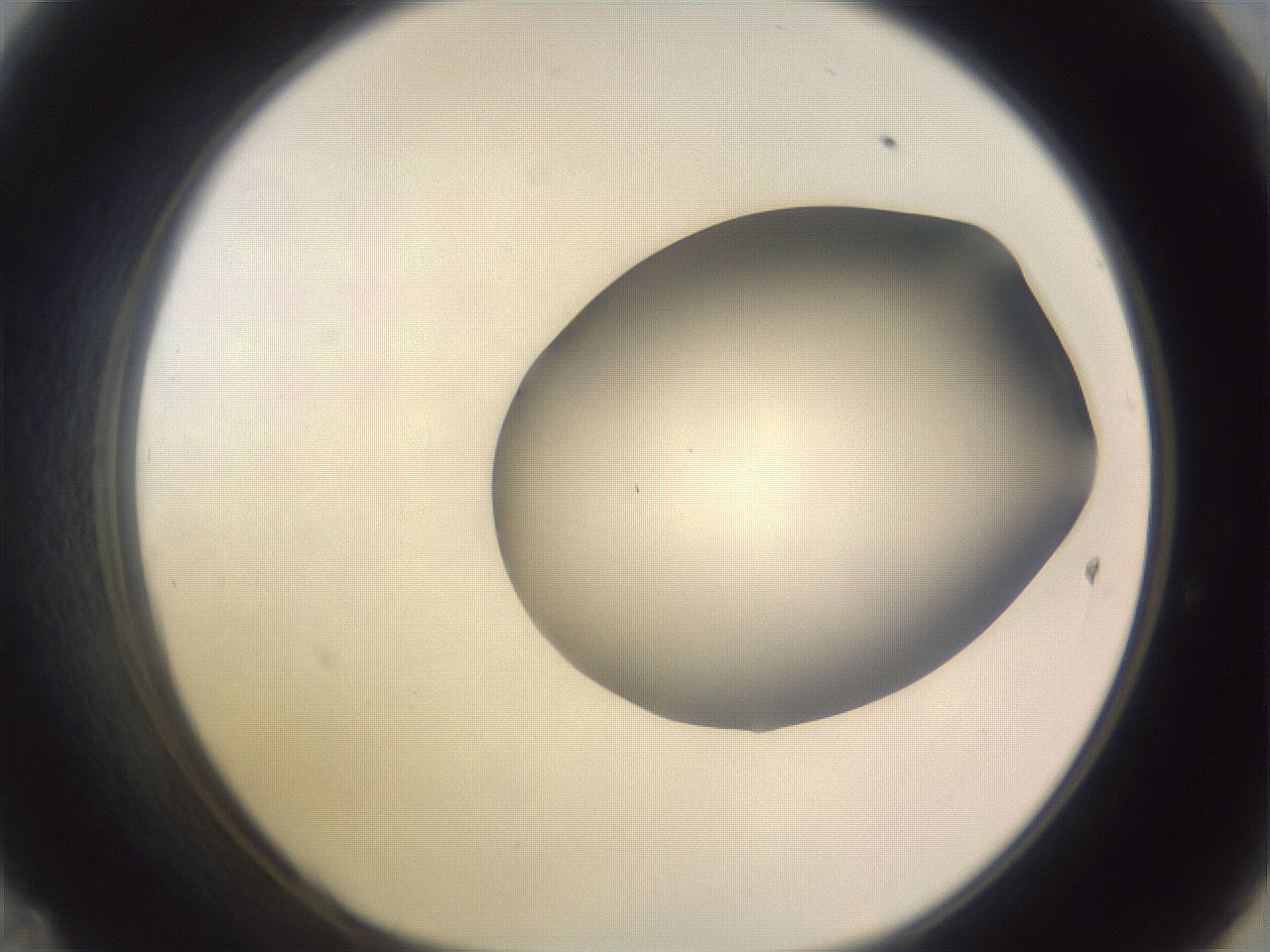 folderID979_plateID1979_batchID8606_wellNum47_profileID1_d1_r132274_ef.jpg