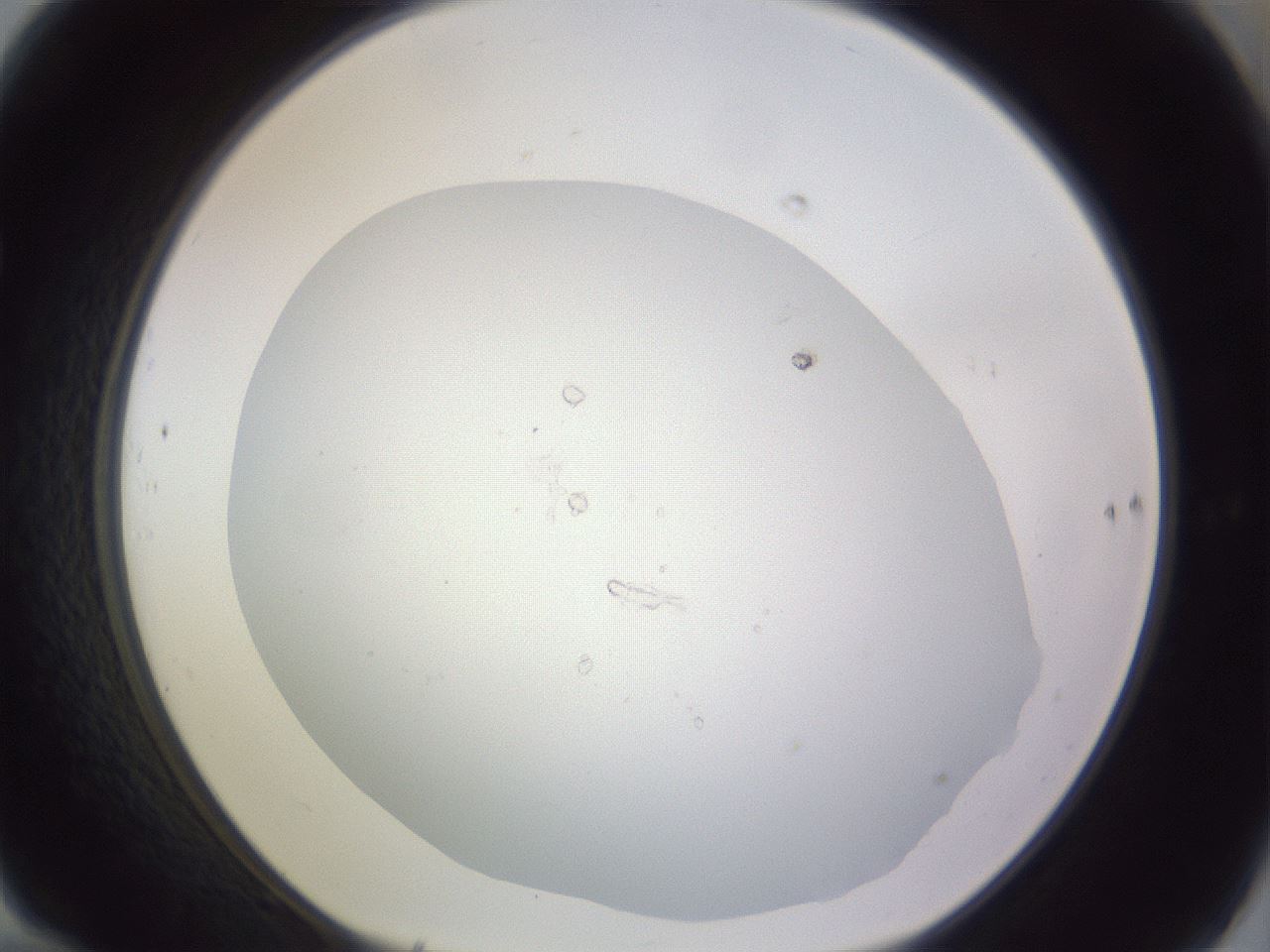 folderID979_plateID1979_batchID8606_wellNum70_profileID1_d1_r132320_ef.jpg