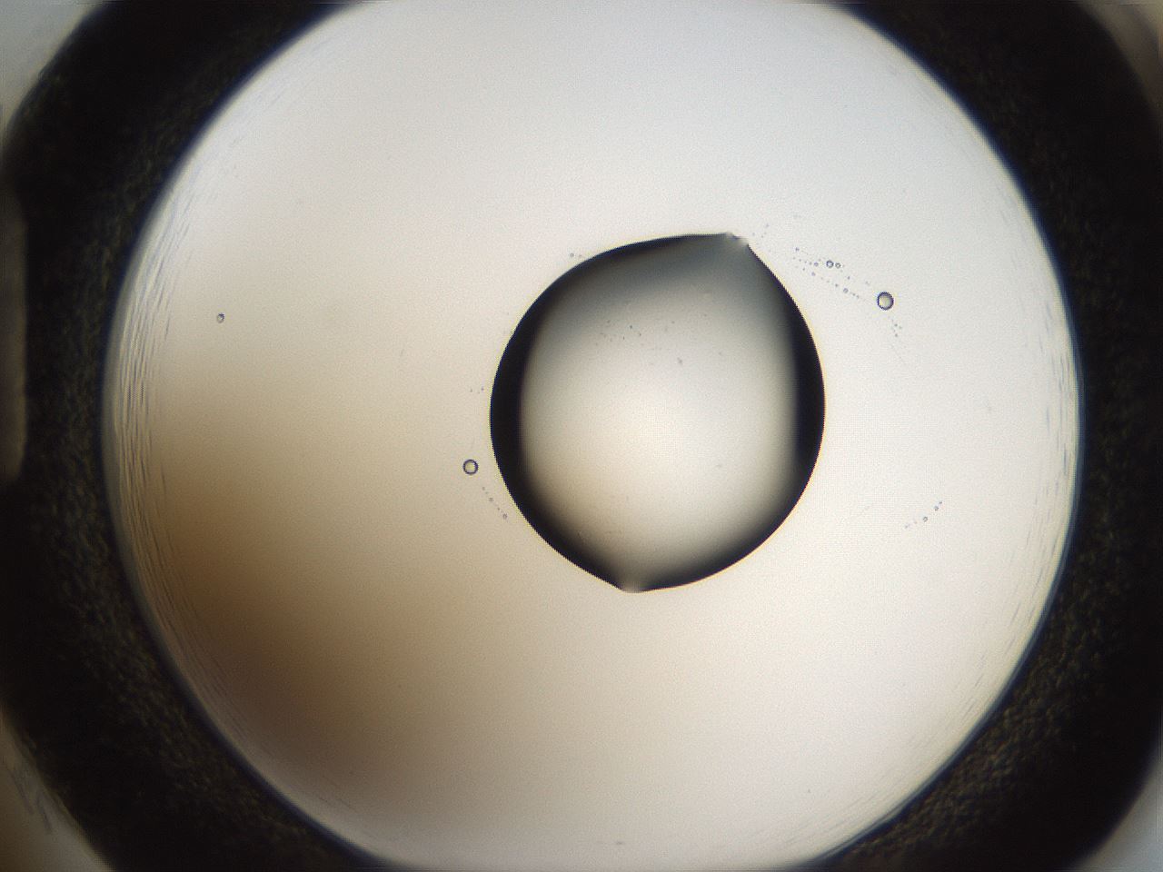 folderID97_plateID2097_batchID9450_wellNum85_profileID1_d1_r140094_ef.jpg