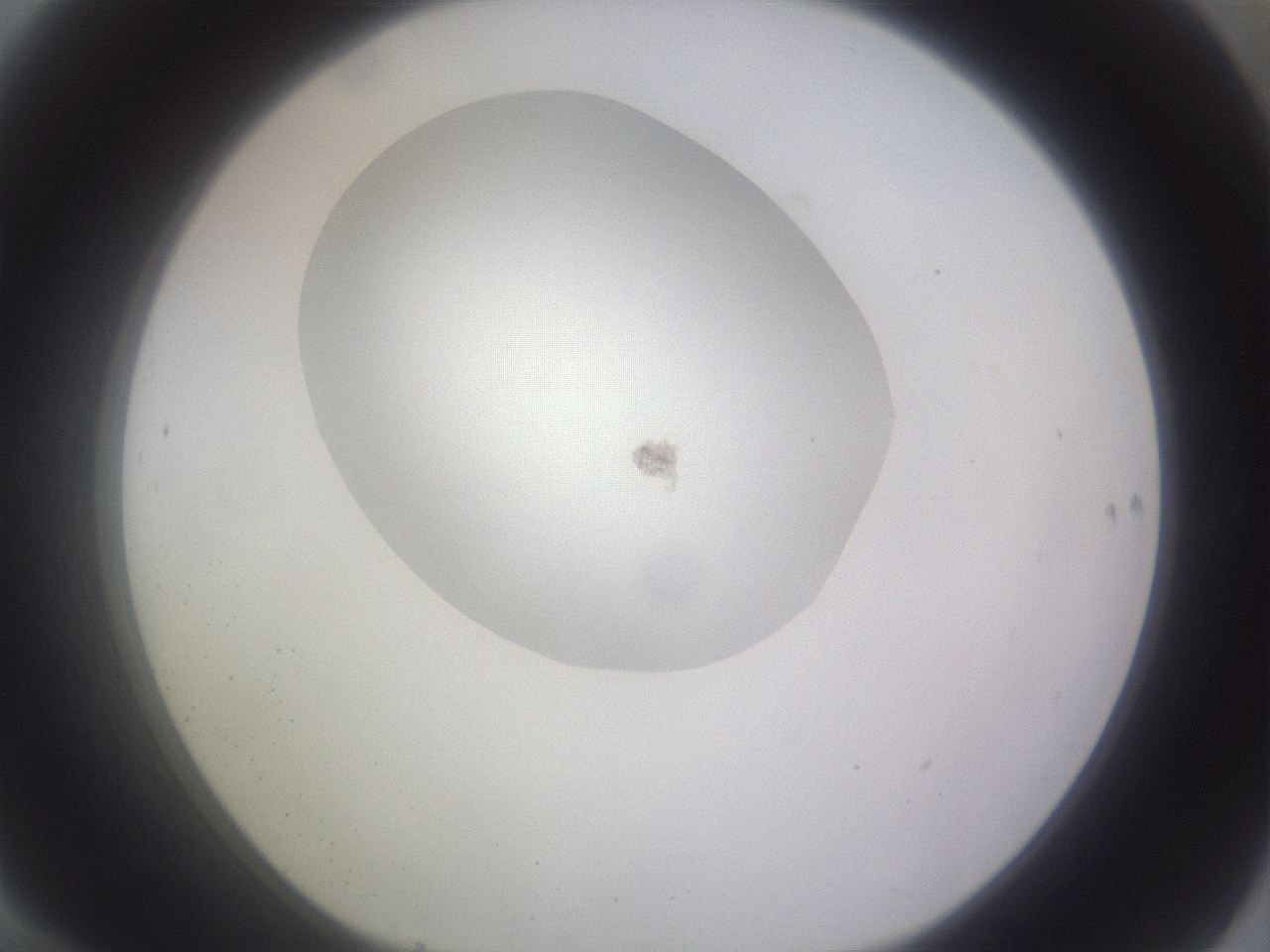 folderID980_plateID1980_batchID8602_wellNum70_profileID1_d1_r131552_ef.jpg