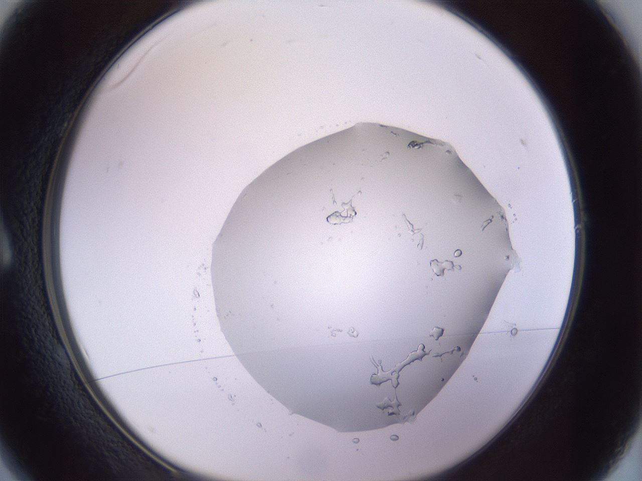 folderID981_plateID1981_batchID8595_wellNum1_profileID1_d1_r130070_ef.jpg