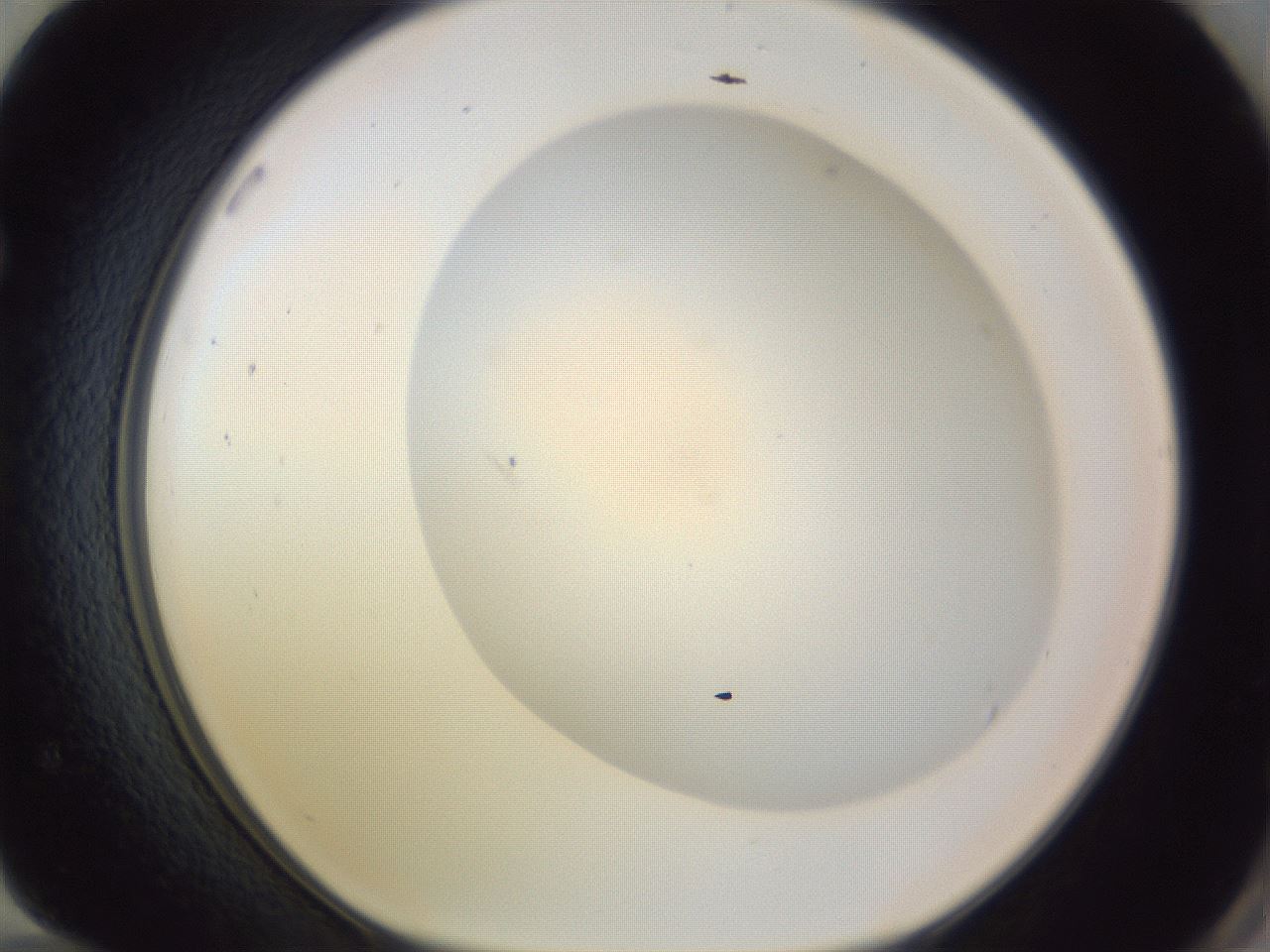 folderID981_plateID1981_batchID8595_wellNum72_profileID1_d1_r130212_ef.jpg