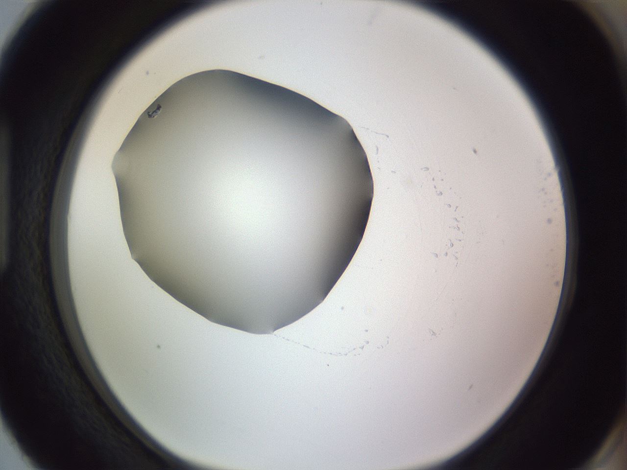 folderID981_plateID1981_batchID8595_wellNum87_profileID1_d1_r130242_ef.jpg