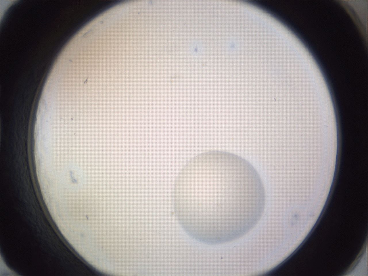 folderID981_plateID1981_batchID8595_wellNum83_profileID1_d1_r130234_ef.jpg