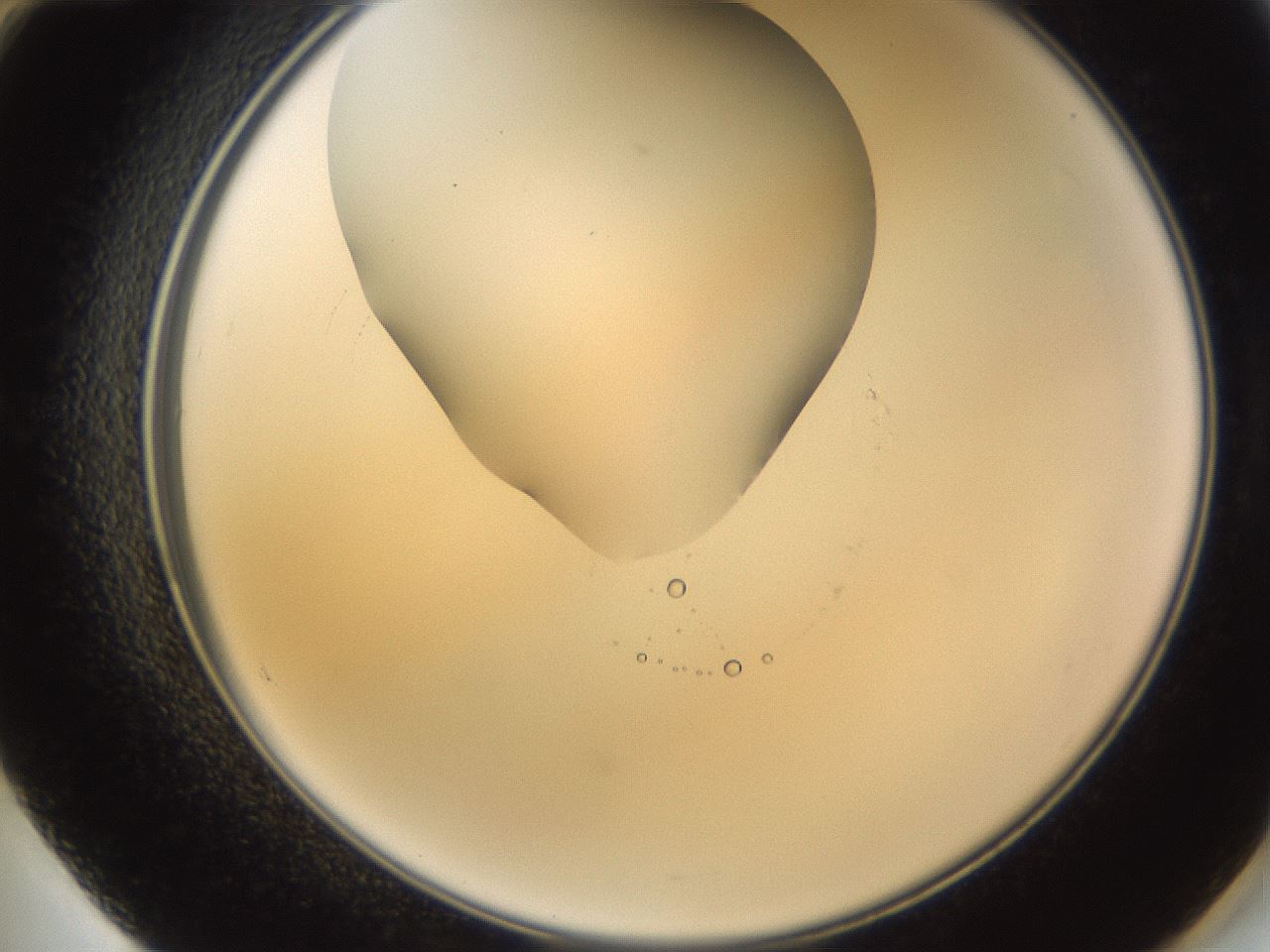 folderID981_plateID2981_batchID16171_wellNum60_profileID1_d2_r246926_ef.jpg