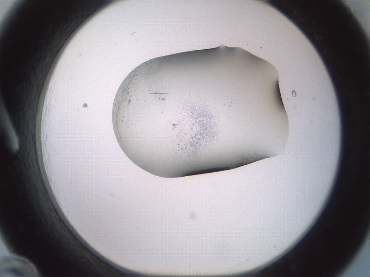 folderID983_plateID1983_batchID8450_wellNum12_profileID1_d1_r129397_ef.jpg