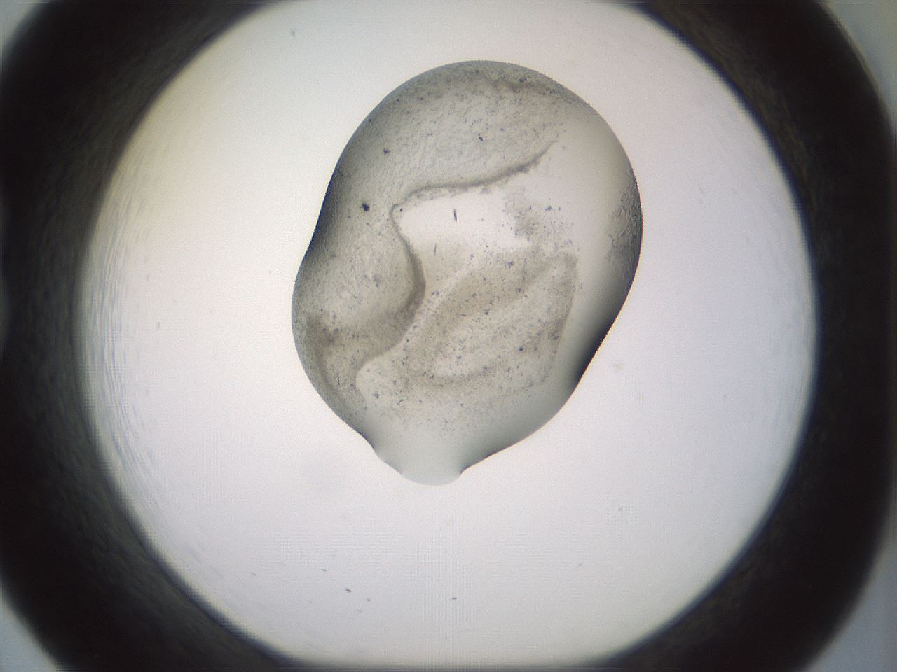 folderID983_plateID1983_batchID8658_wellNum20_profileID1_d1_r129405_ef.jpg