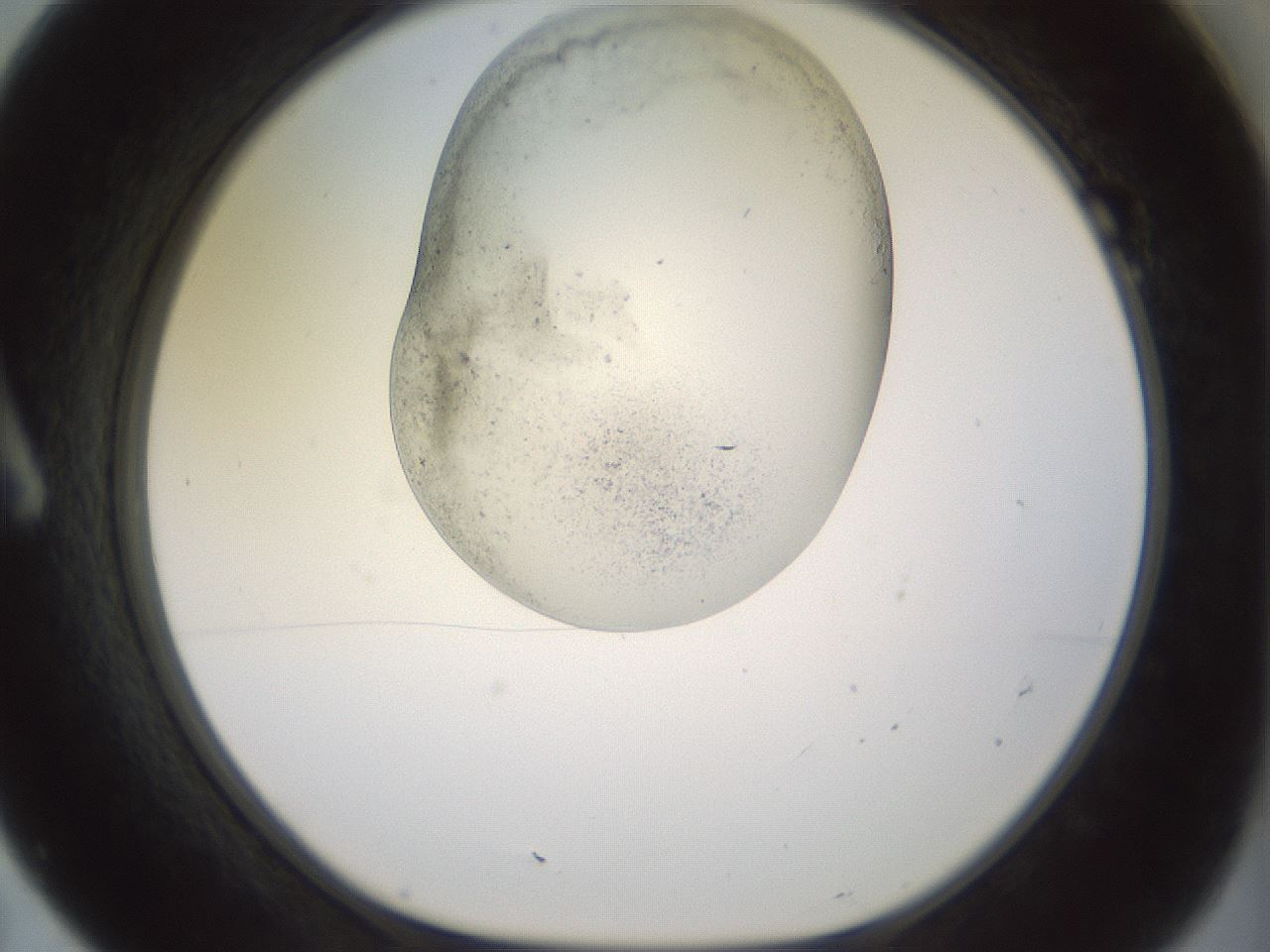folderID983_plateID1983_batchID8450_wellNum7_profileID1_d1_r129392_ef.jpg