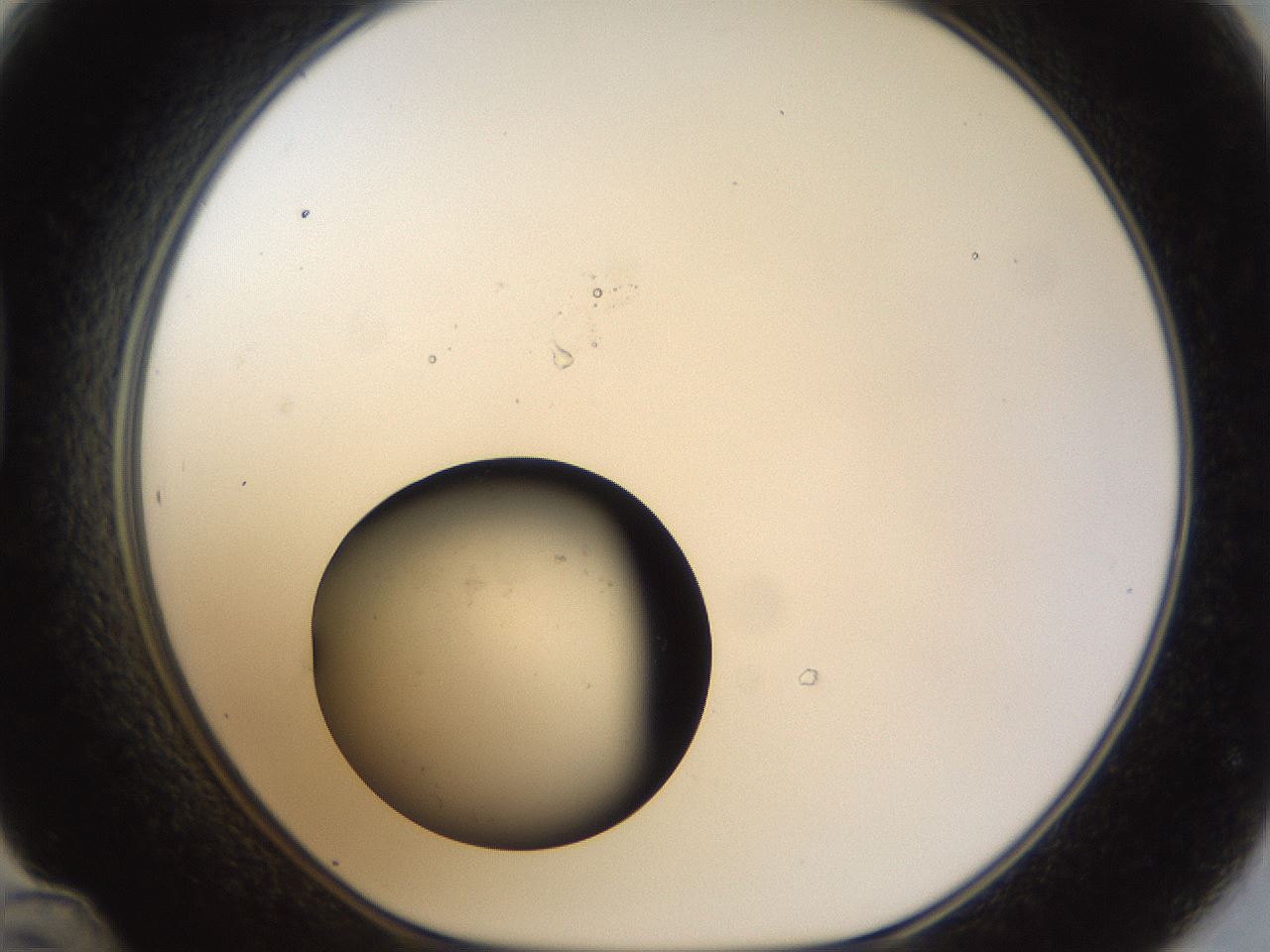 folderID983_plateID983_batchID1629_wellNum48_profileID1_d1_r38860_ef.jpg