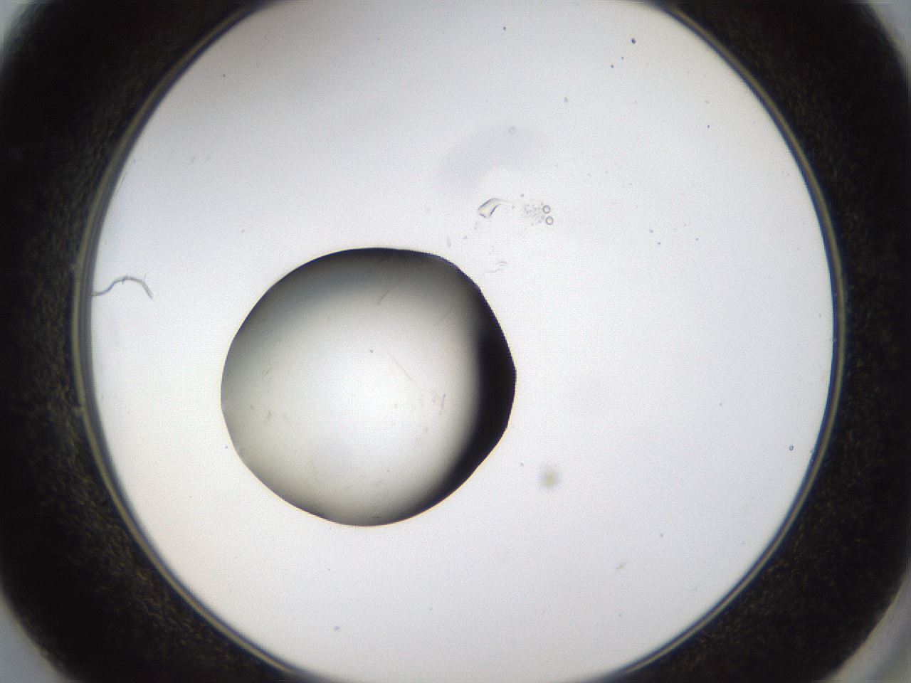 folderID983_plateID983_batchID1629_wellNum49_profileID1_d2_r38863_ef.jpg