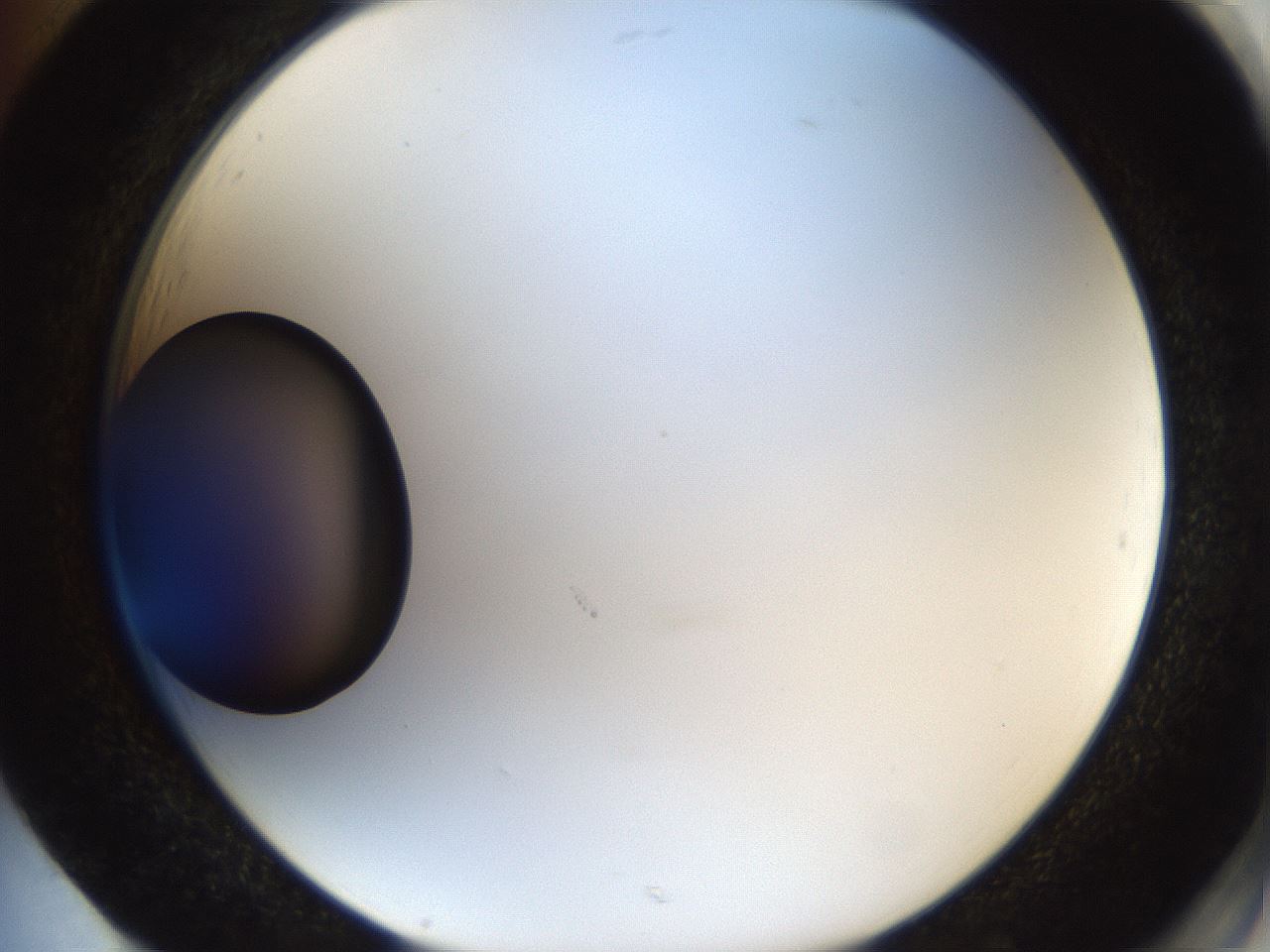 folderID983_plateID983_batchID1629_wellNum85_profileID1_d2_r38935_ef.jpg