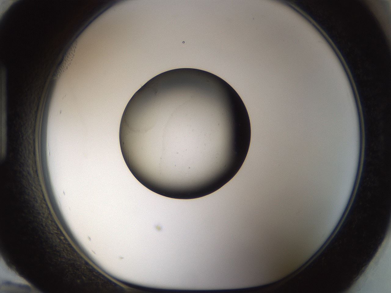 folderID983_plateID983_batchID1629_wellNum96_profileID1_d1_r38956_ef.jpg