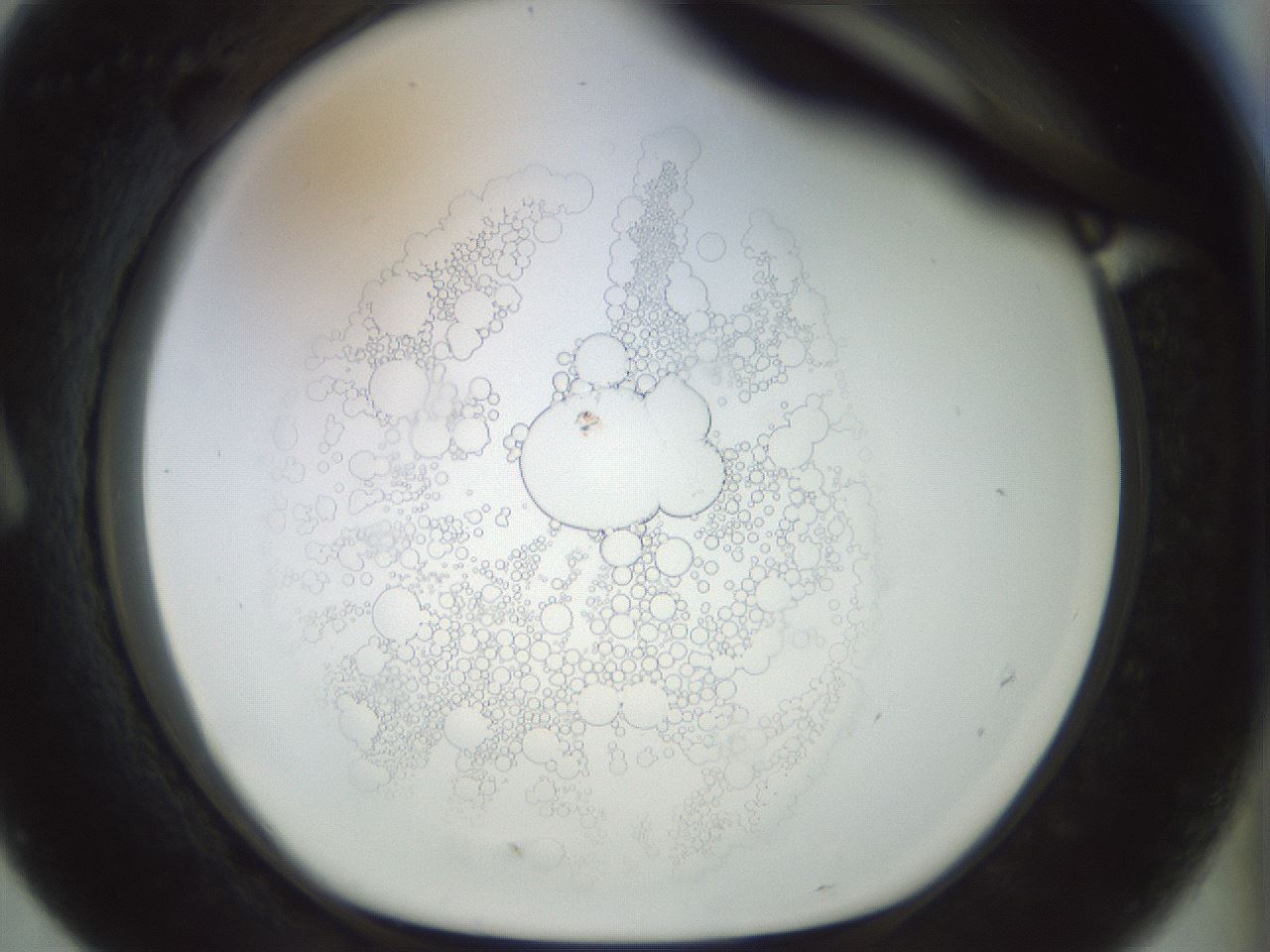 folderID984_plateID984_batchID1439_wellNum7_profileID1_d1_r40134_ef.jpg