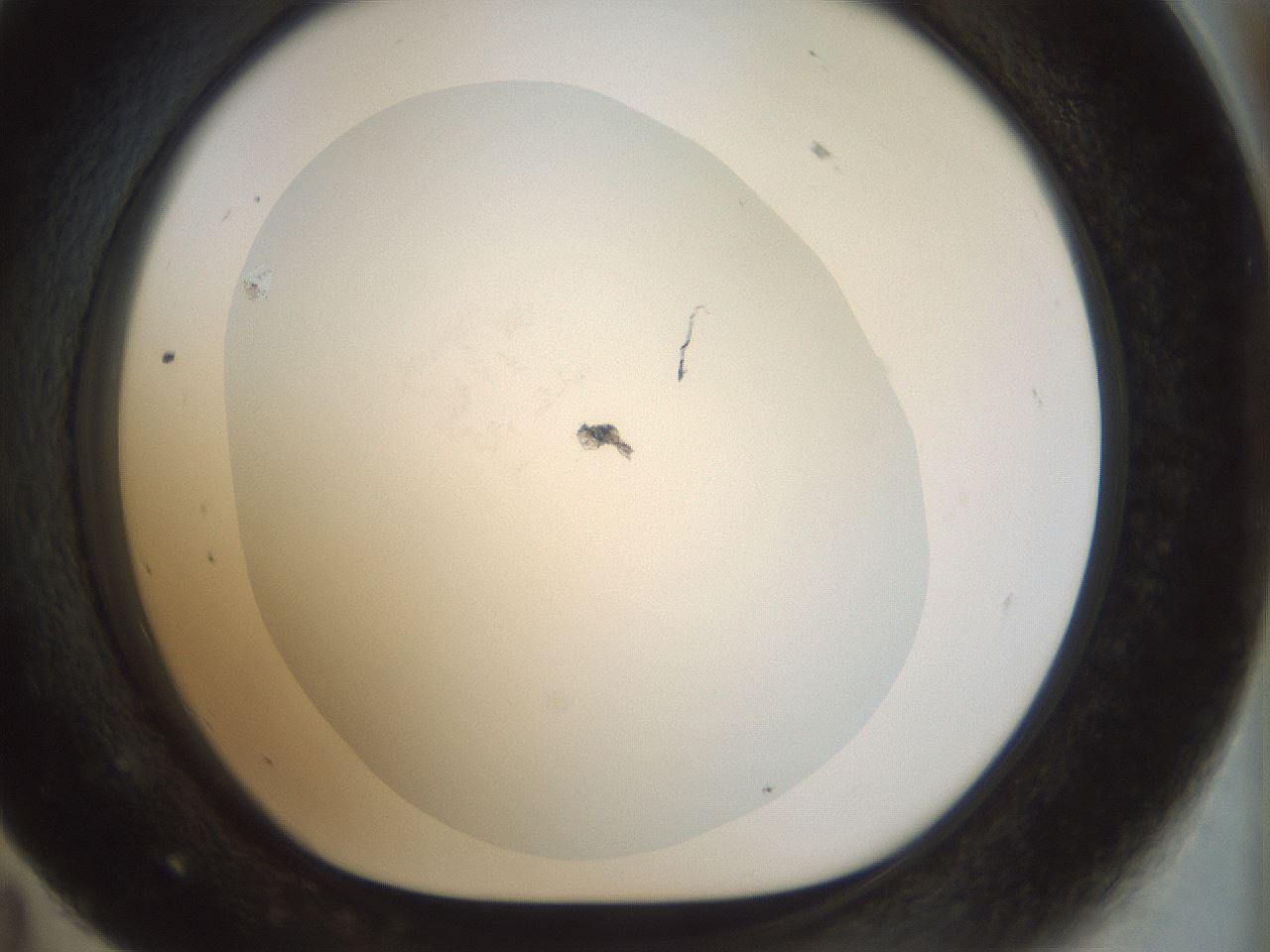 folderID984_plateID984_batchID1638_wellNum59_profileID1_d1_r40238_ef.jpg