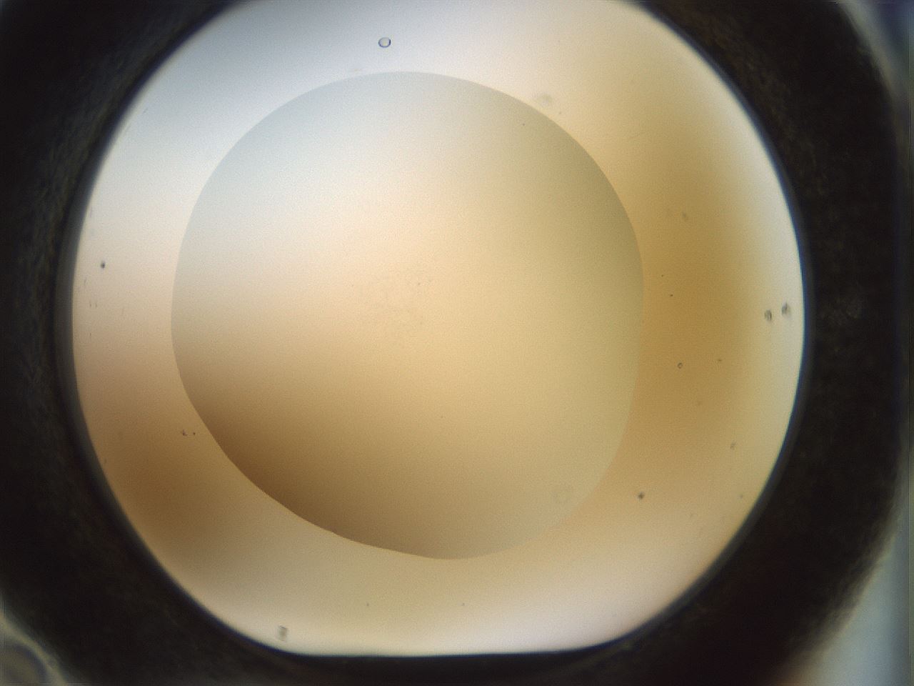 folderID984_plateID984_batchID1638_wellNum70_profileID1_d1_r40260_ef.jpg