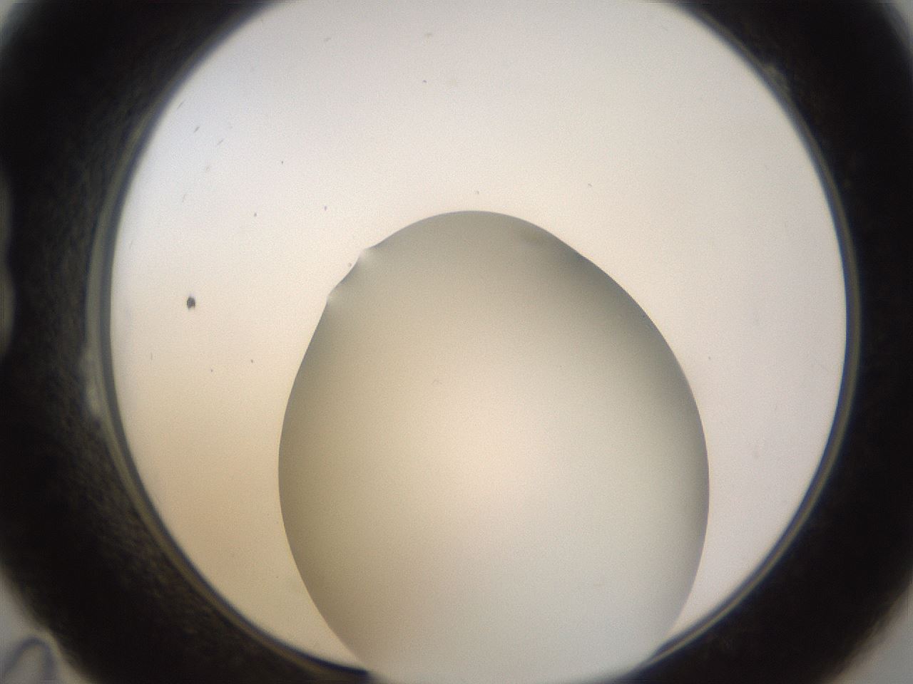 folderID985_plateID2985_batchID16288_wellNum23_profileID1_d1_r247219_ef.jpg