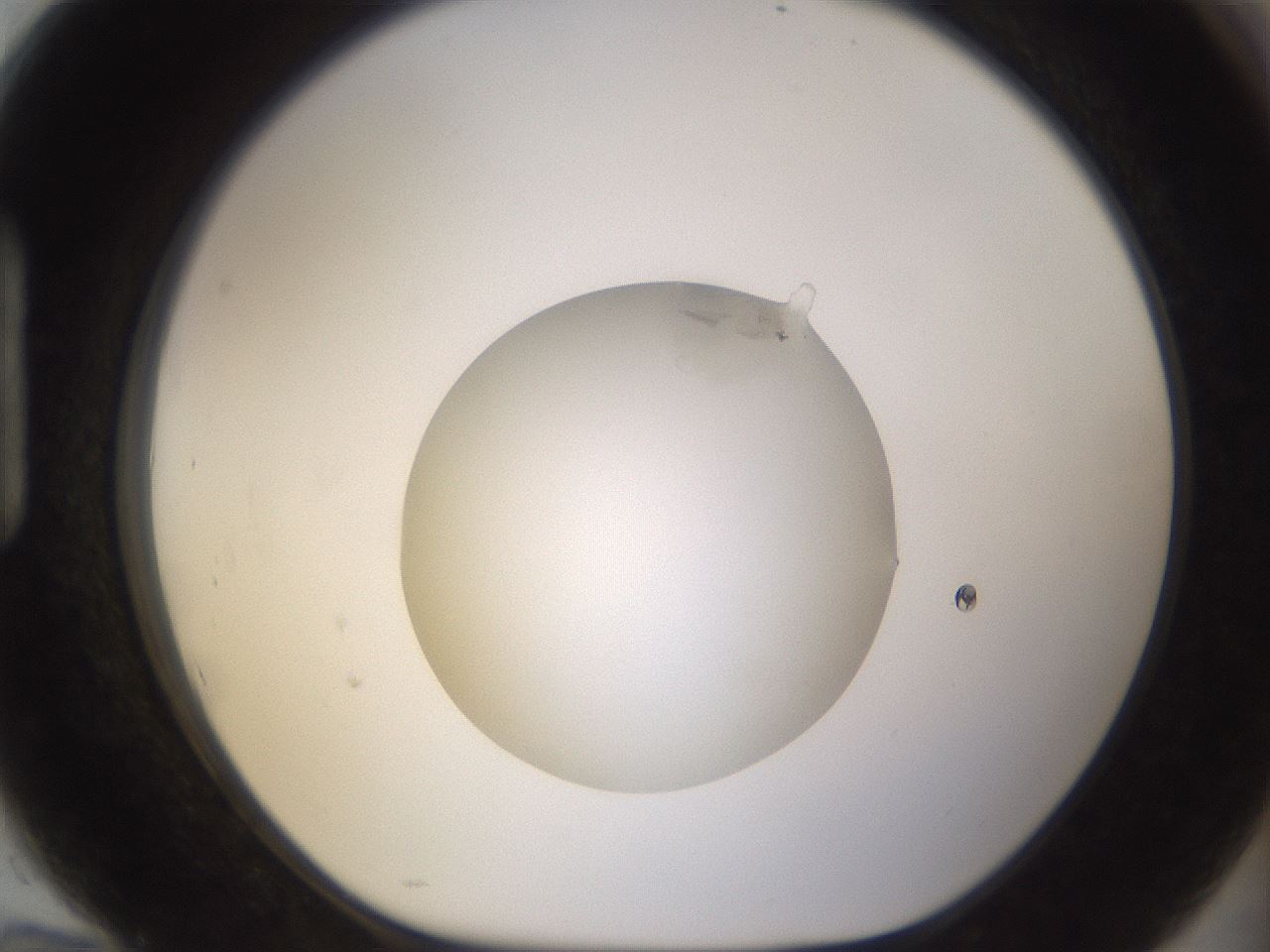 folderID985_plateID2985_batchID16288_wellNum94_profileID1_d1_r247290_ef.jpg