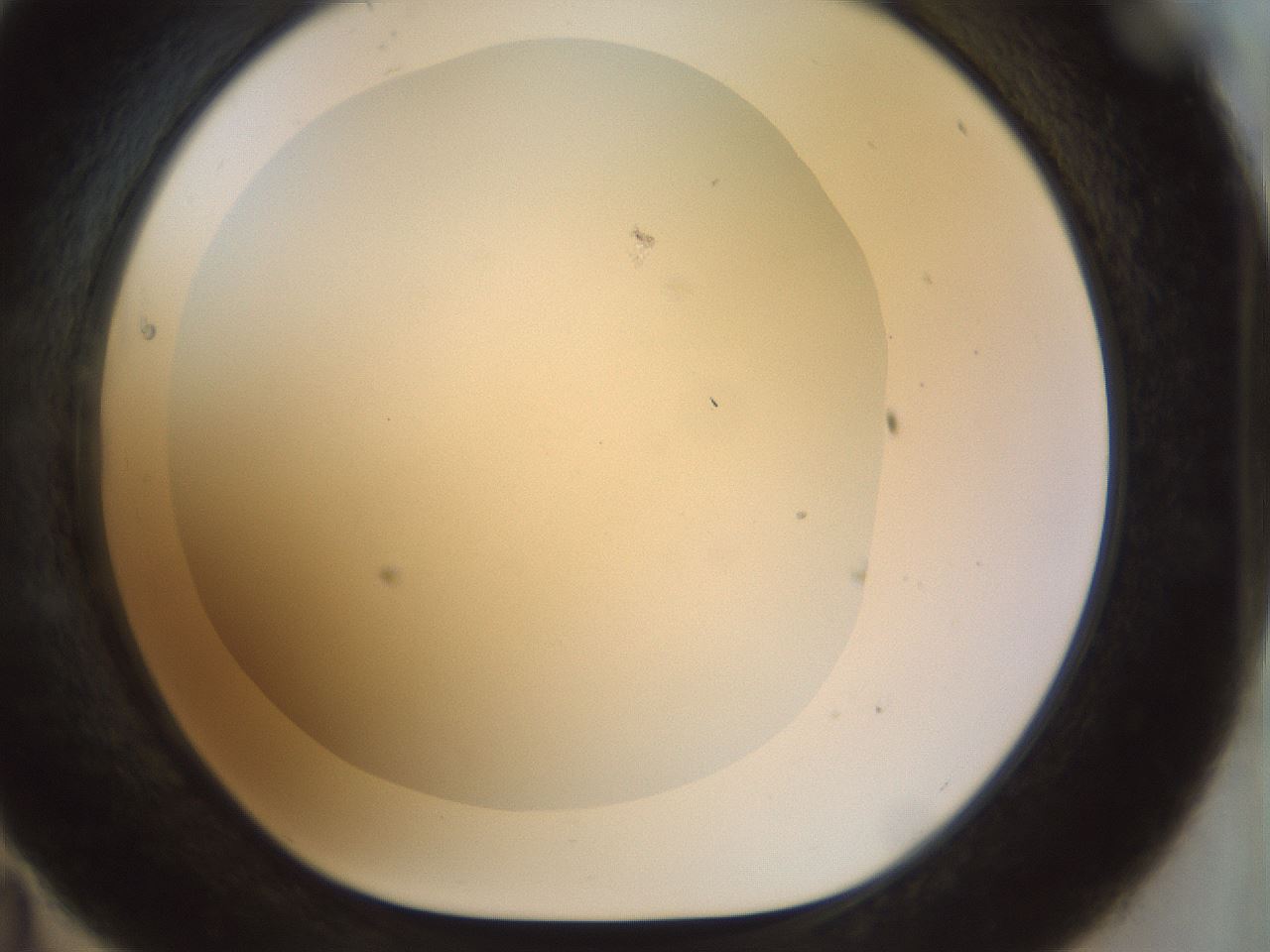 folderID984_plateID984_batchID1638_wellNum35_profileID1_d1_r40190_ef.jpg