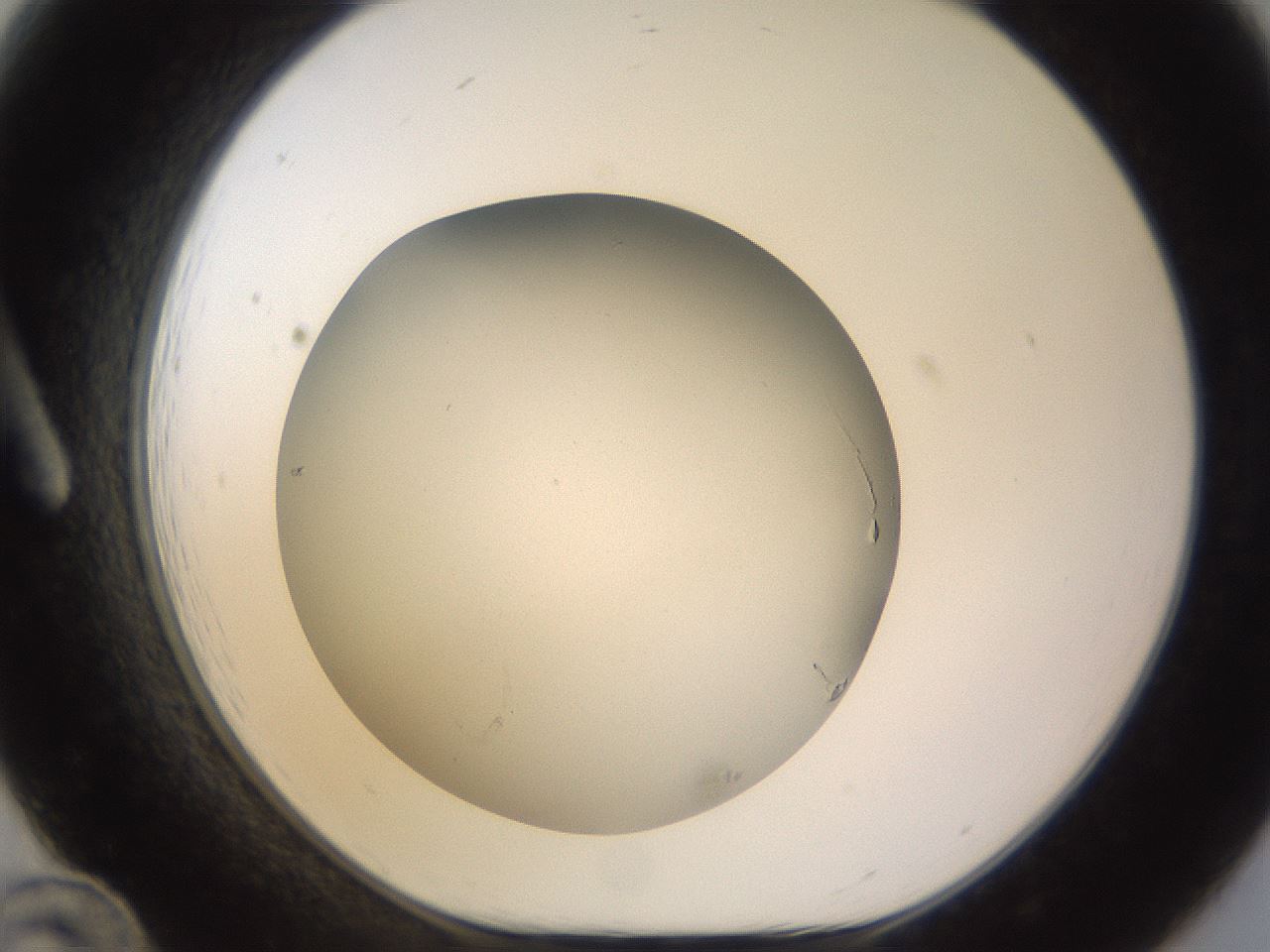 folderID985_plateID2985_batchID16288_wellNum12_profileID1_d1_r247208_ef.jpg