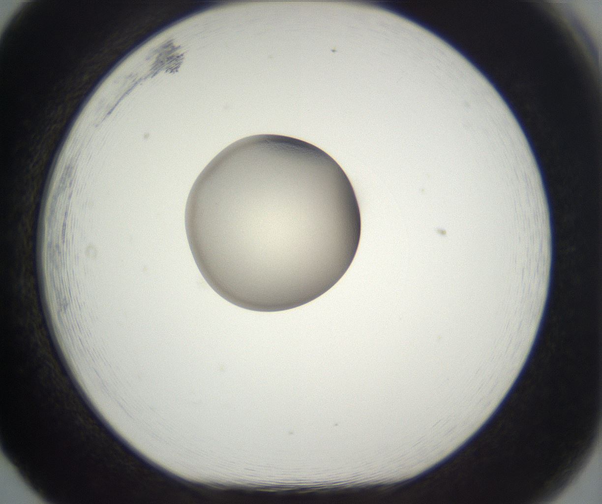 folderID986_plateID2986_batchID16310_wellNum65_profileID1_d1_r248381_ef.jpg
