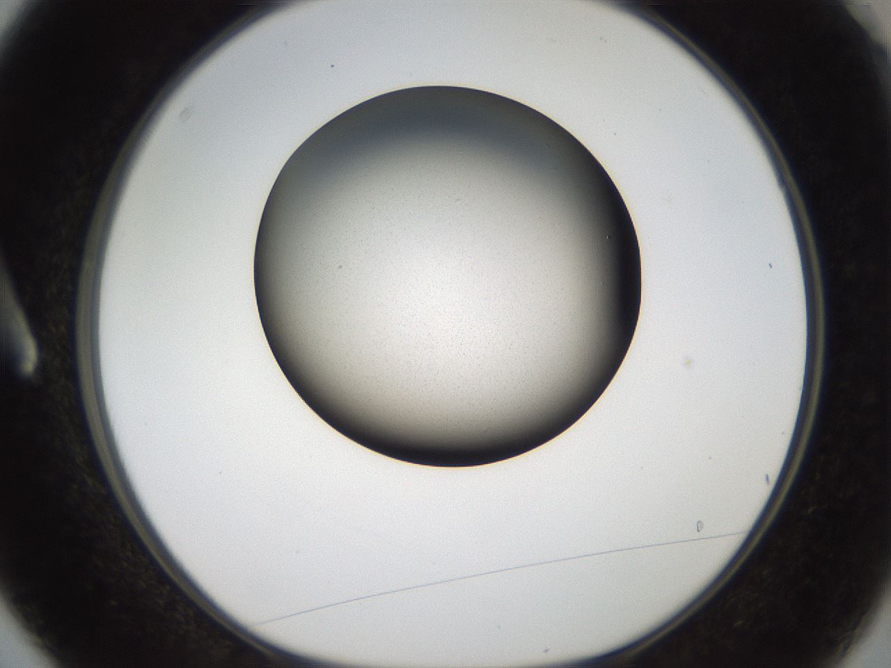 folderID987_plateID1987_batchID8583_wellNum3_profileID1_d1_r129724_ef.jpg
