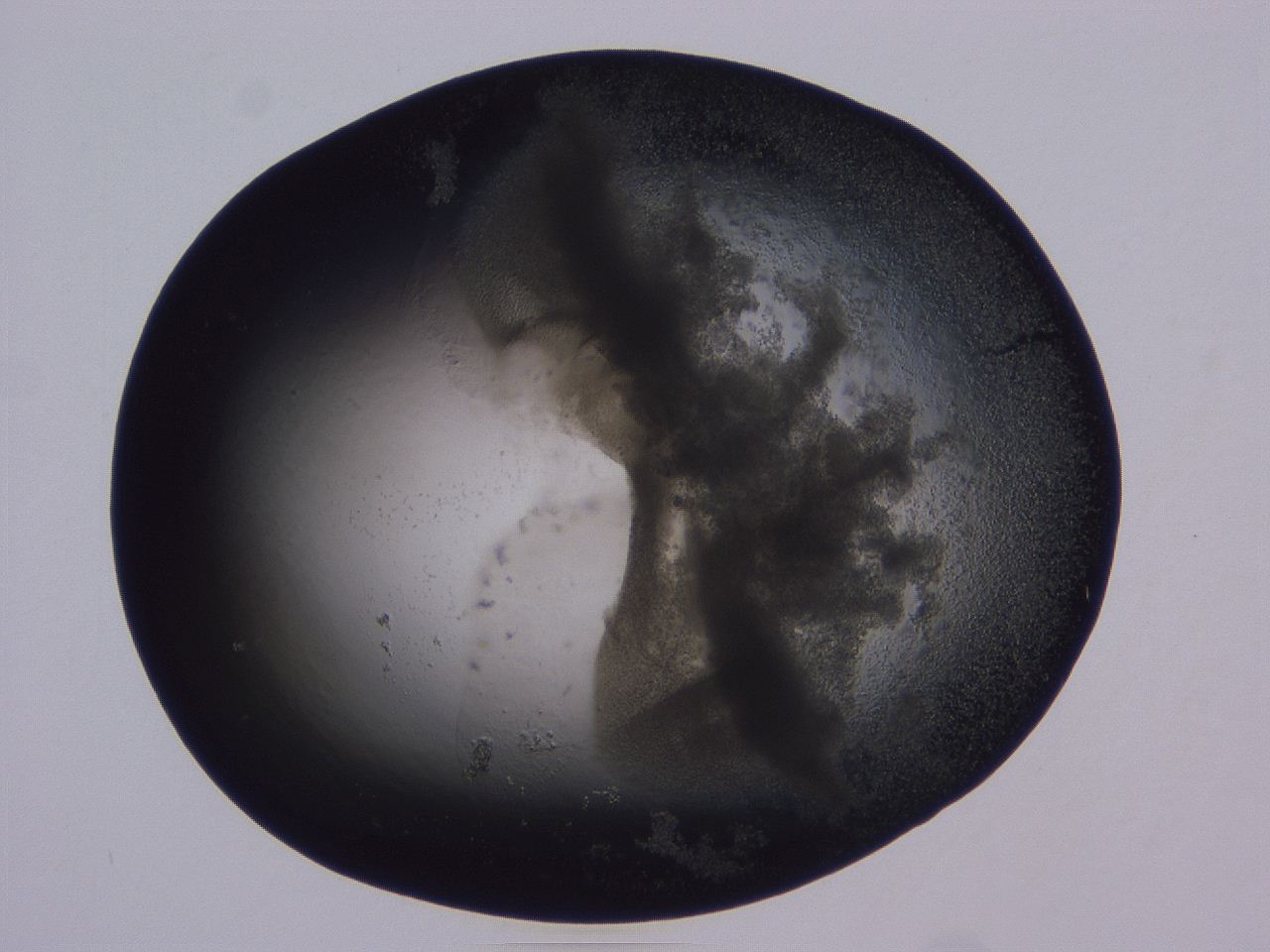04ox_A9_ImagerDefaults_3.jpg
