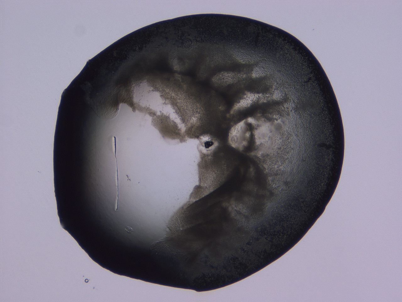 04ox_B1_ImagerDefaults_3.jpg