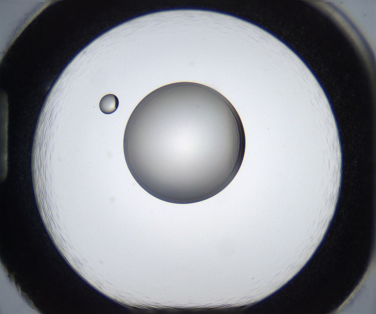 folderID987_plateID2987_batchID16308_wellNum86_profileID1_d1_r247463_ef.jpg