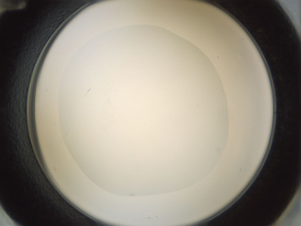 folderID987_plateID987_batchID1639_wellNum60_profileID1_d2_r40433_ef.jpg