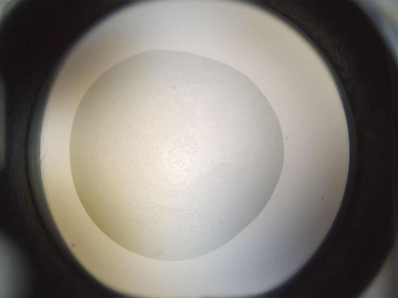 folderID987_plateID987_batchID1639_wellNum90_profileID1_d1_r40492_ef.jpg