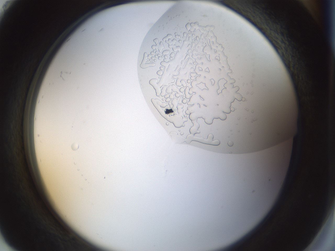 folderID987_plateID987_batchID1639_wellNum92_profileID1_d2_r40497_ef.jpg