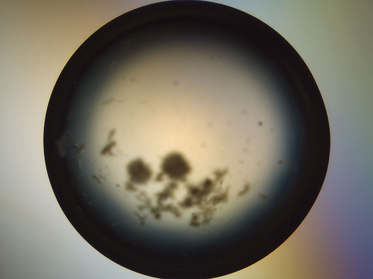 folderID988_plateID1988_batchID8591_wellNum2_profileID1_d1_r129850_ef.jpg